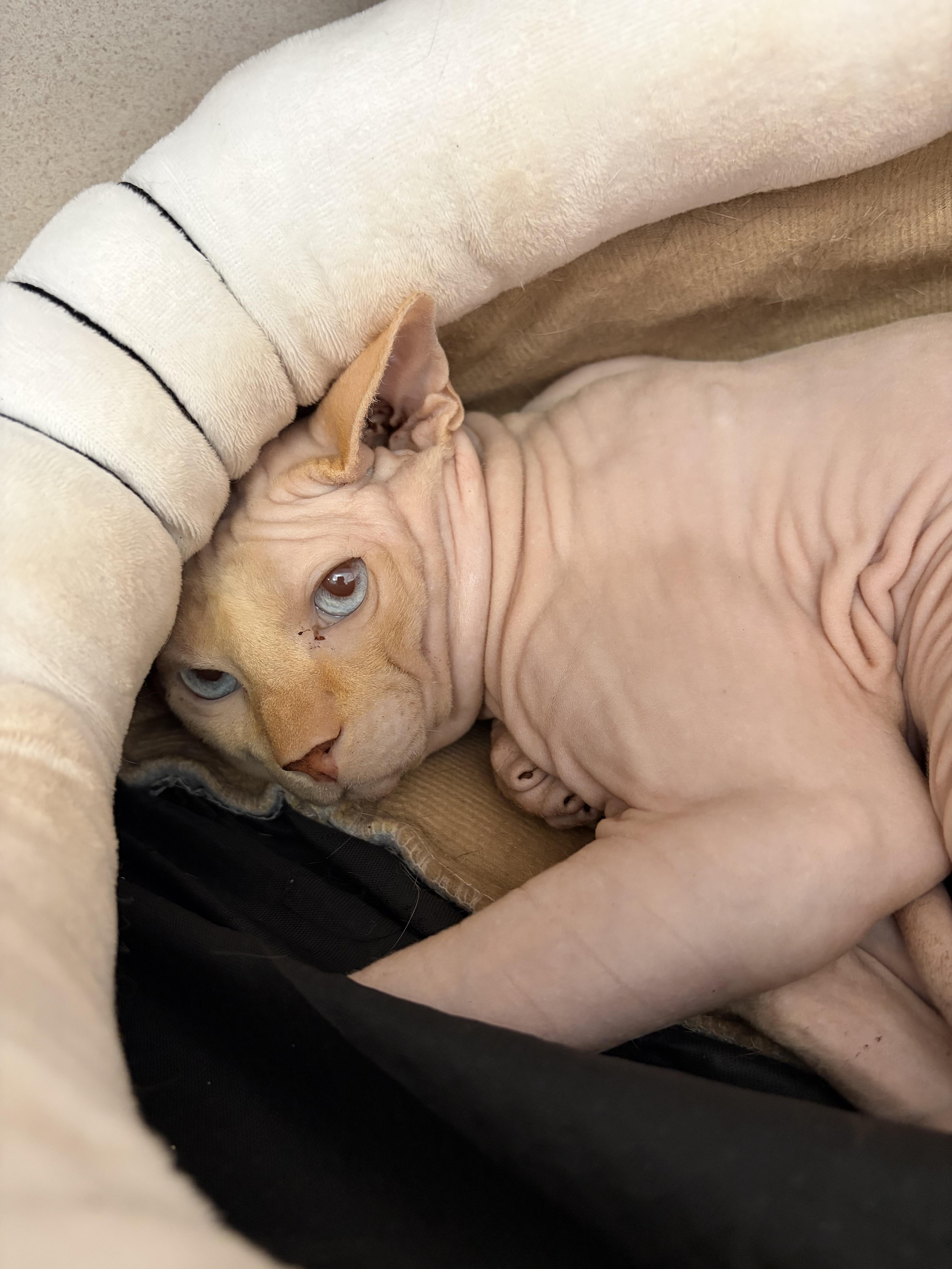 Avorio, an adopted Sphynx / Hairless Cat in Salem, NH image 5/5