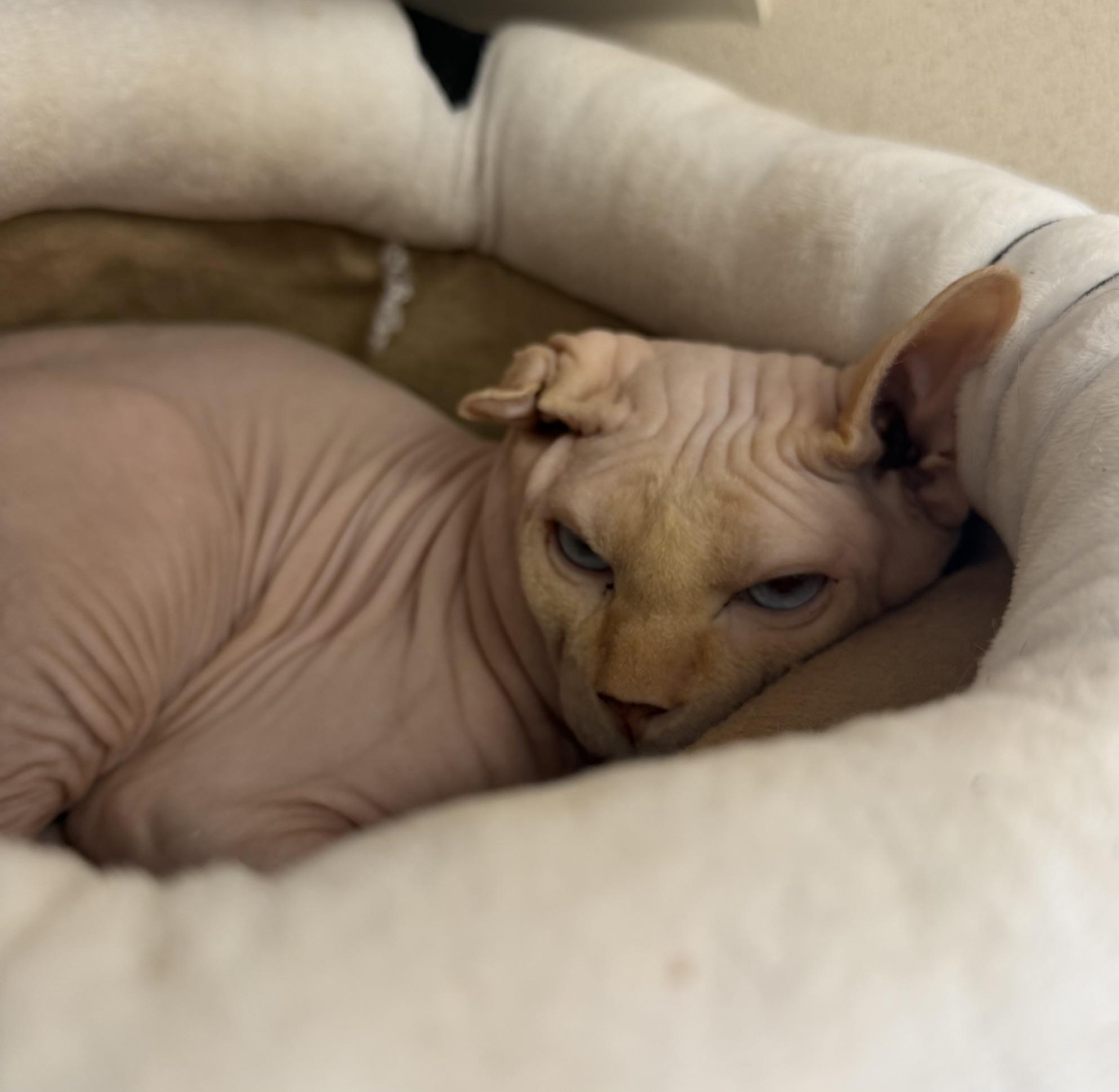Avorio, an adopted Sphynx / Hairless Cat in Salem, NH image 3/5
