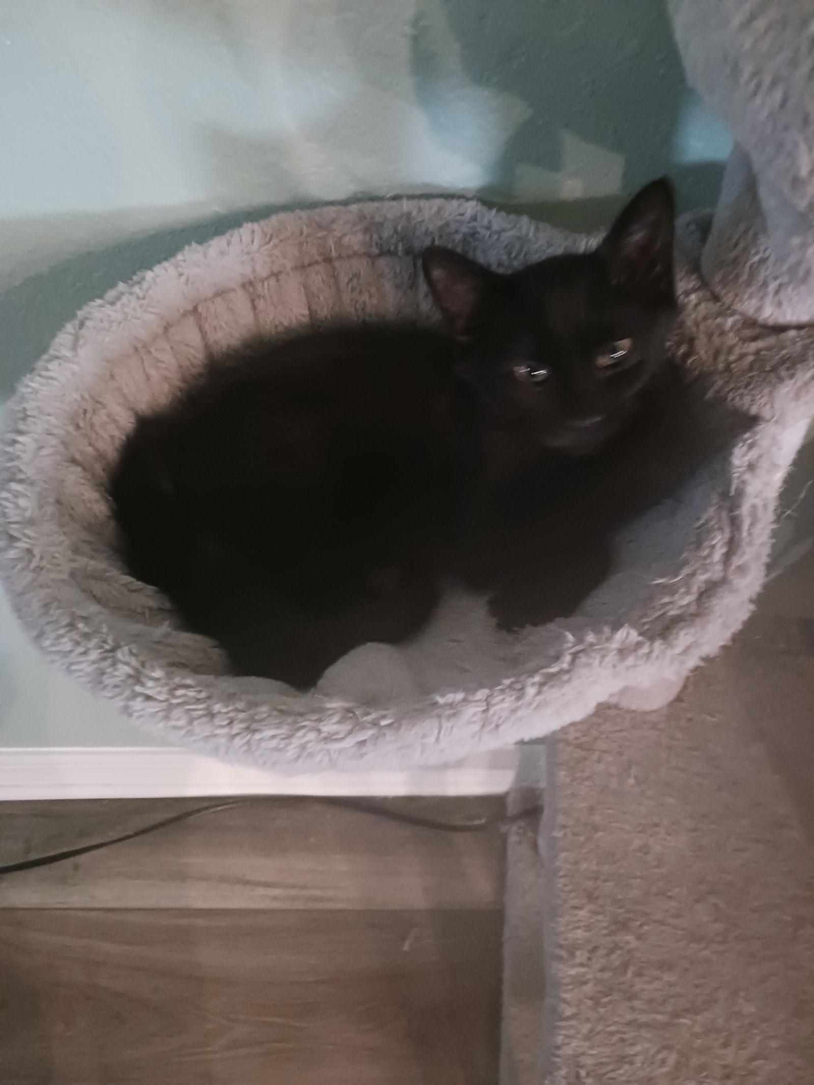 Enlarge Bean (8380) Adopted, a Adopted Domestic Medium Hair in Wesley Chapel, FL image 1/3