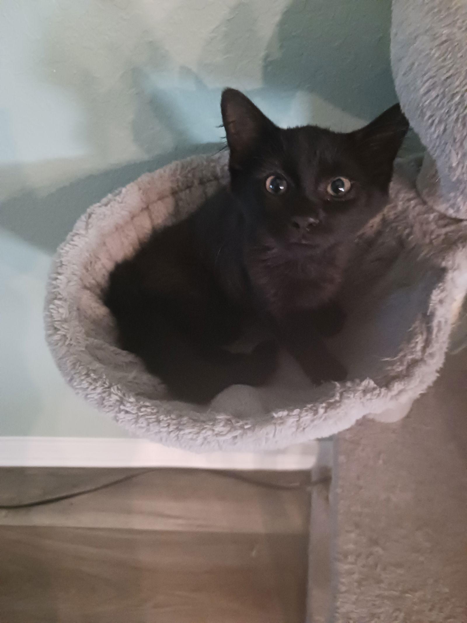 Enlarge Bean (8380) Adopted, a Adopted Domestic Medium Hair in Wesley Chapel, FL image 3/3