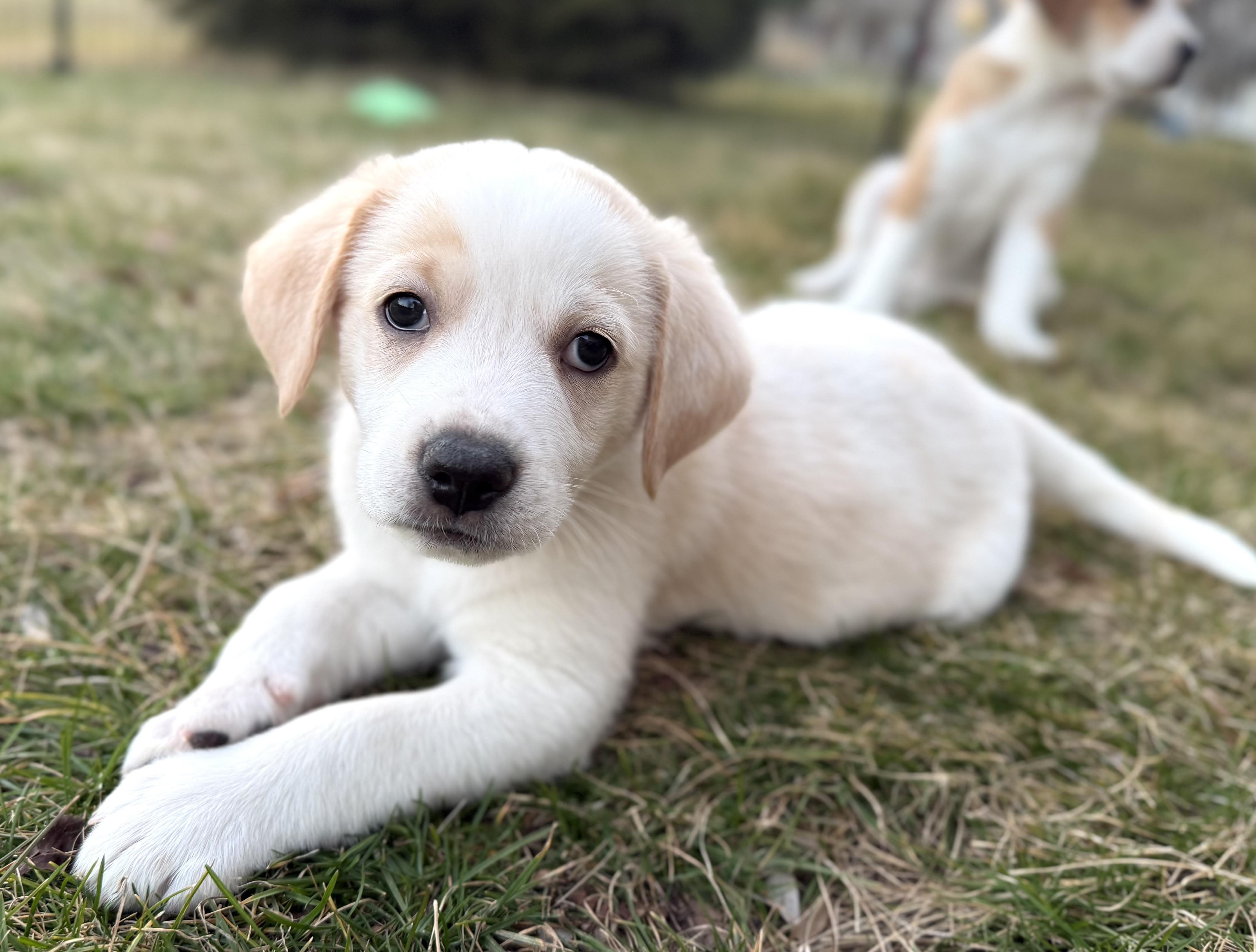 Leo (Male) , a Adoptable mixed breed in West Grove, PA image 2/4