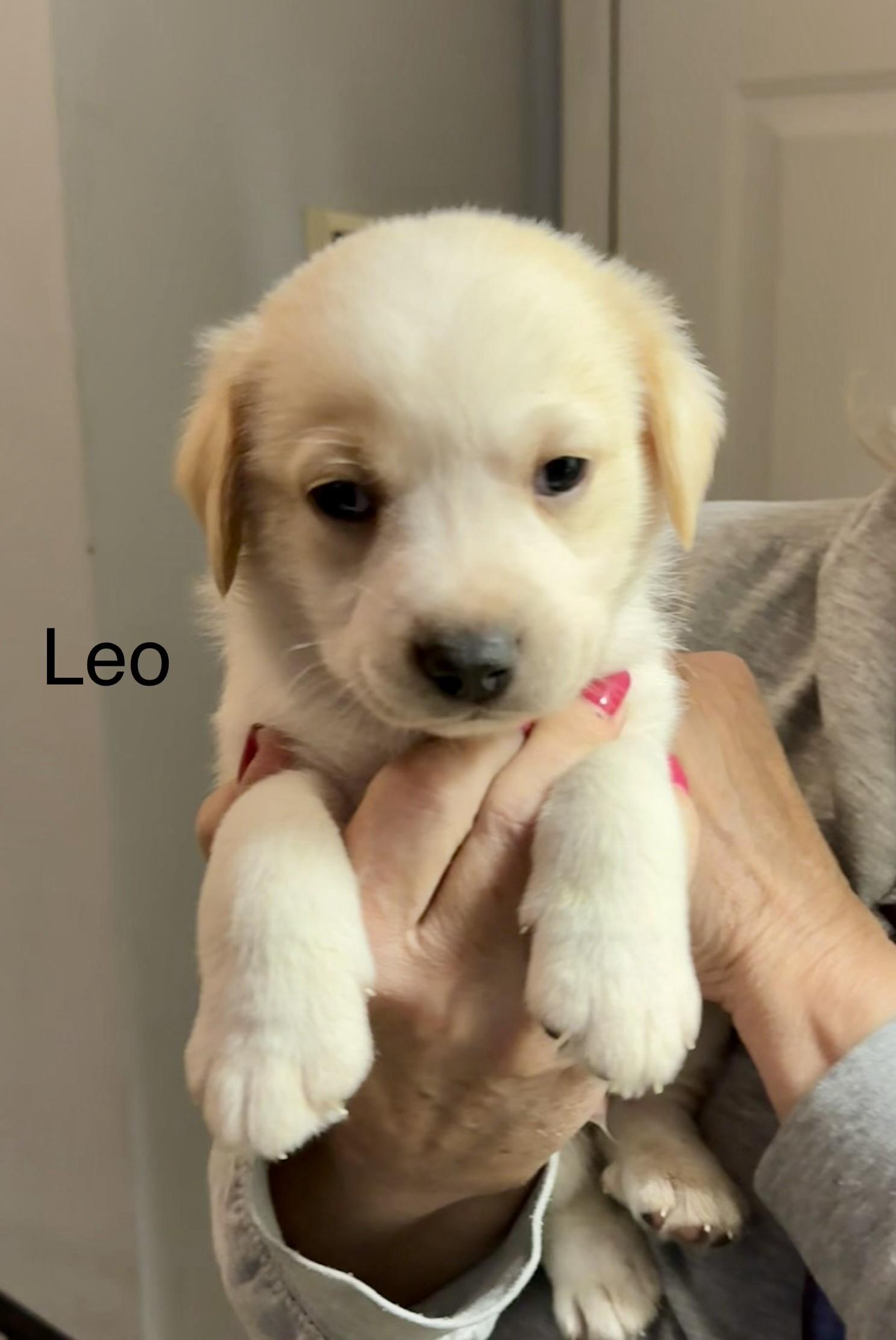 Leo (Male) , a Adoptable mixed breed in West Grove, PA image 3/4