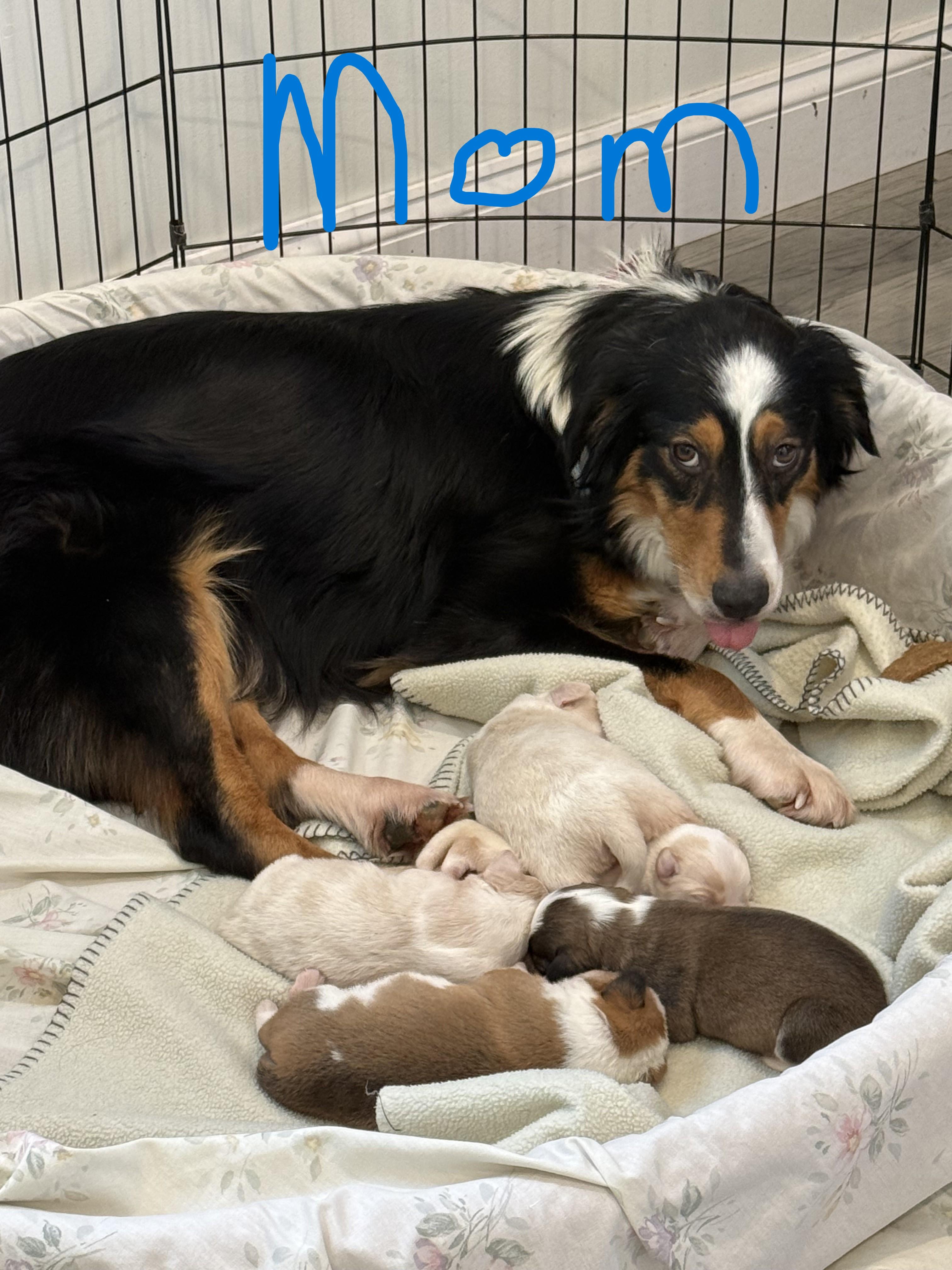 Leo (Male) , a Adoptable mixed breed in West Grove, PA image 4/4