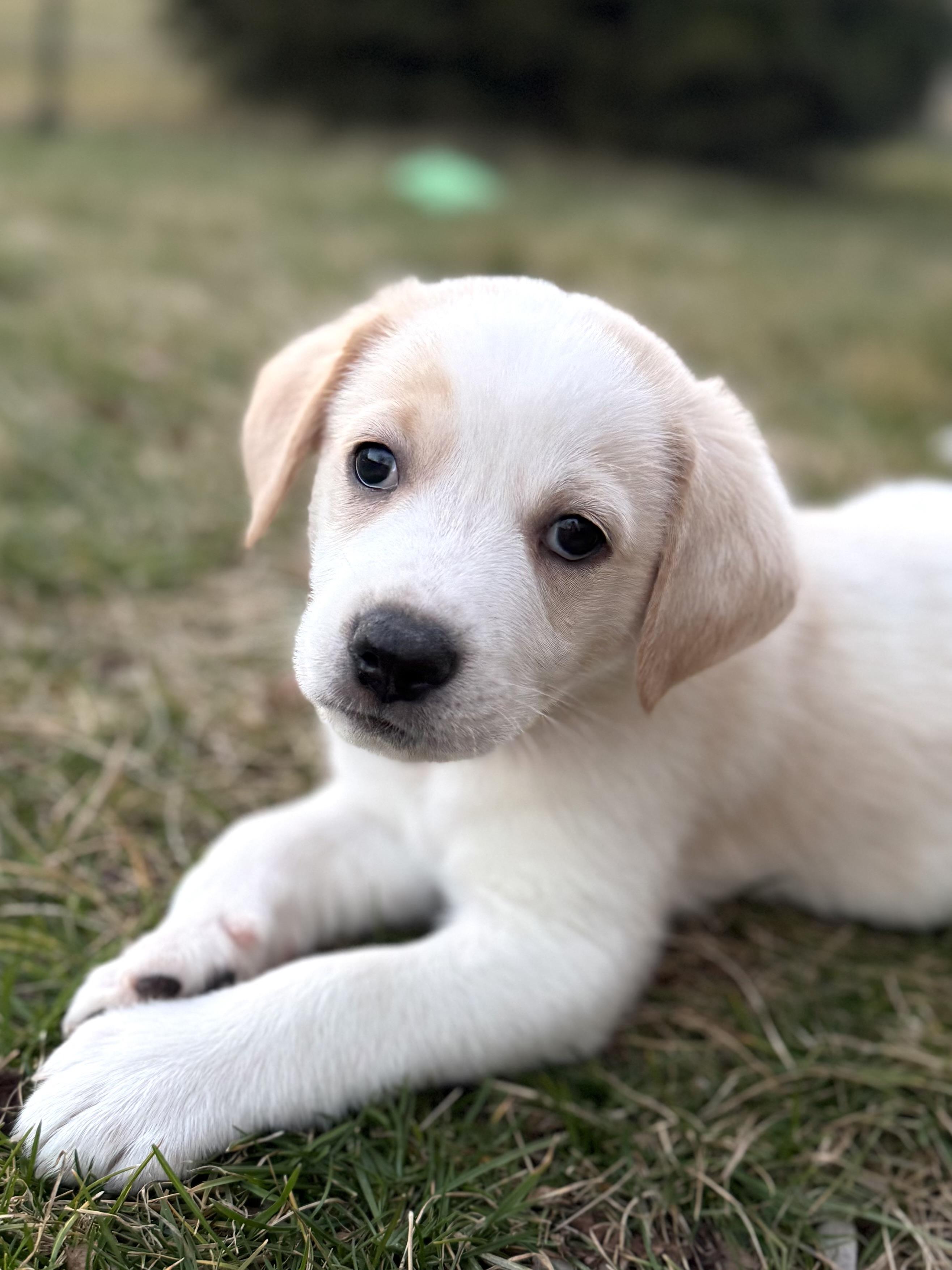 Leo (Male)   , Adoptable, Puppy Male Great Pyrenees & Border Collie.