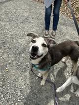 Enlarge Pablo, a ADOPTABLE mixed breed in Richmond, VA image 1/4