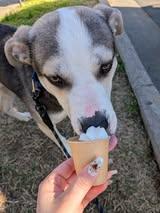 Enlarge Pablo, a ADOPTABLE mixed breed in Richmond, VA image 4/4