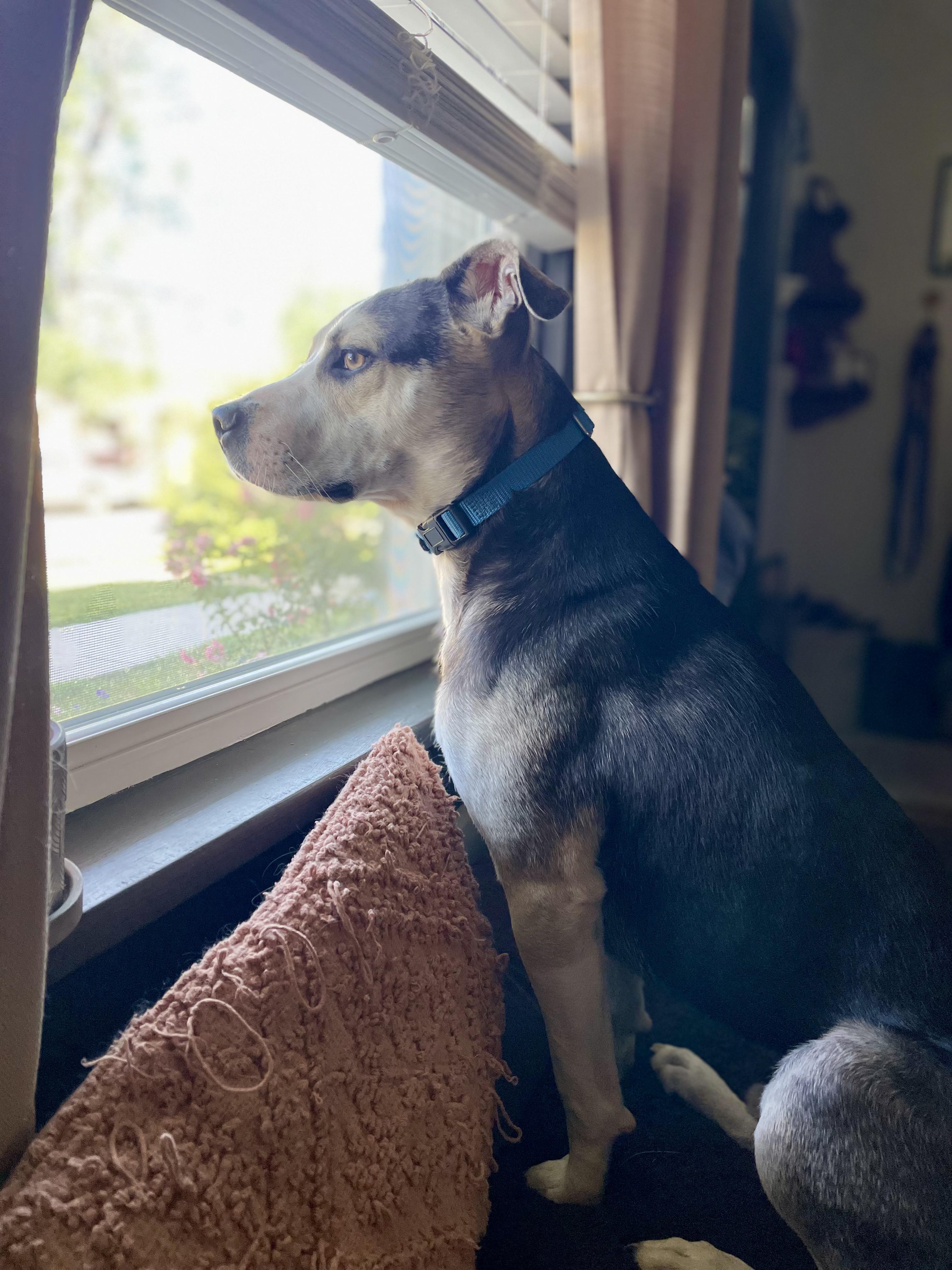 Pablo, a ADOPTABLE mixed breed in Richmond, VA image 4/5