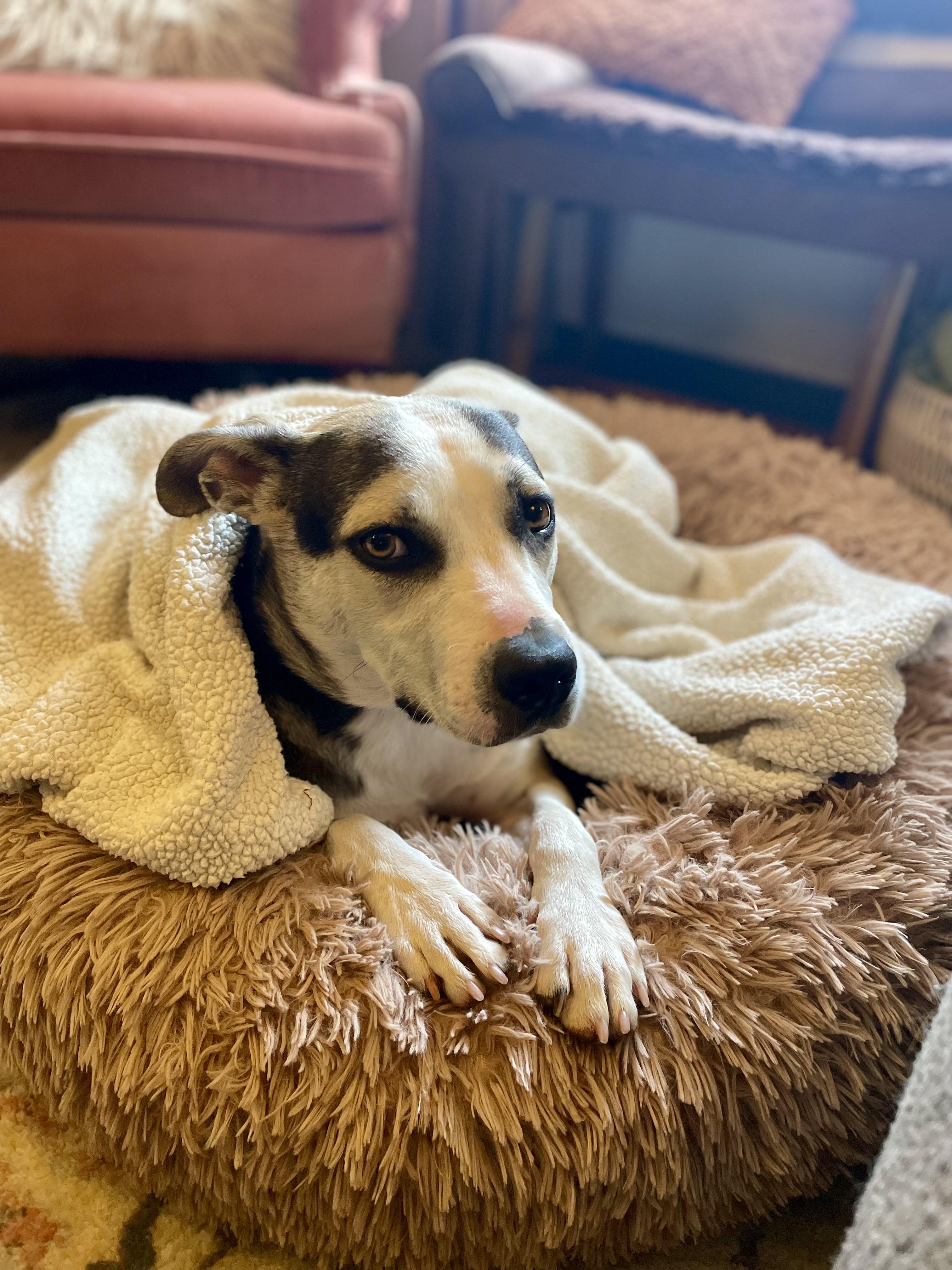 Pablo, a ADOPTABLE mixed breed in Richmond, VA image 5/5