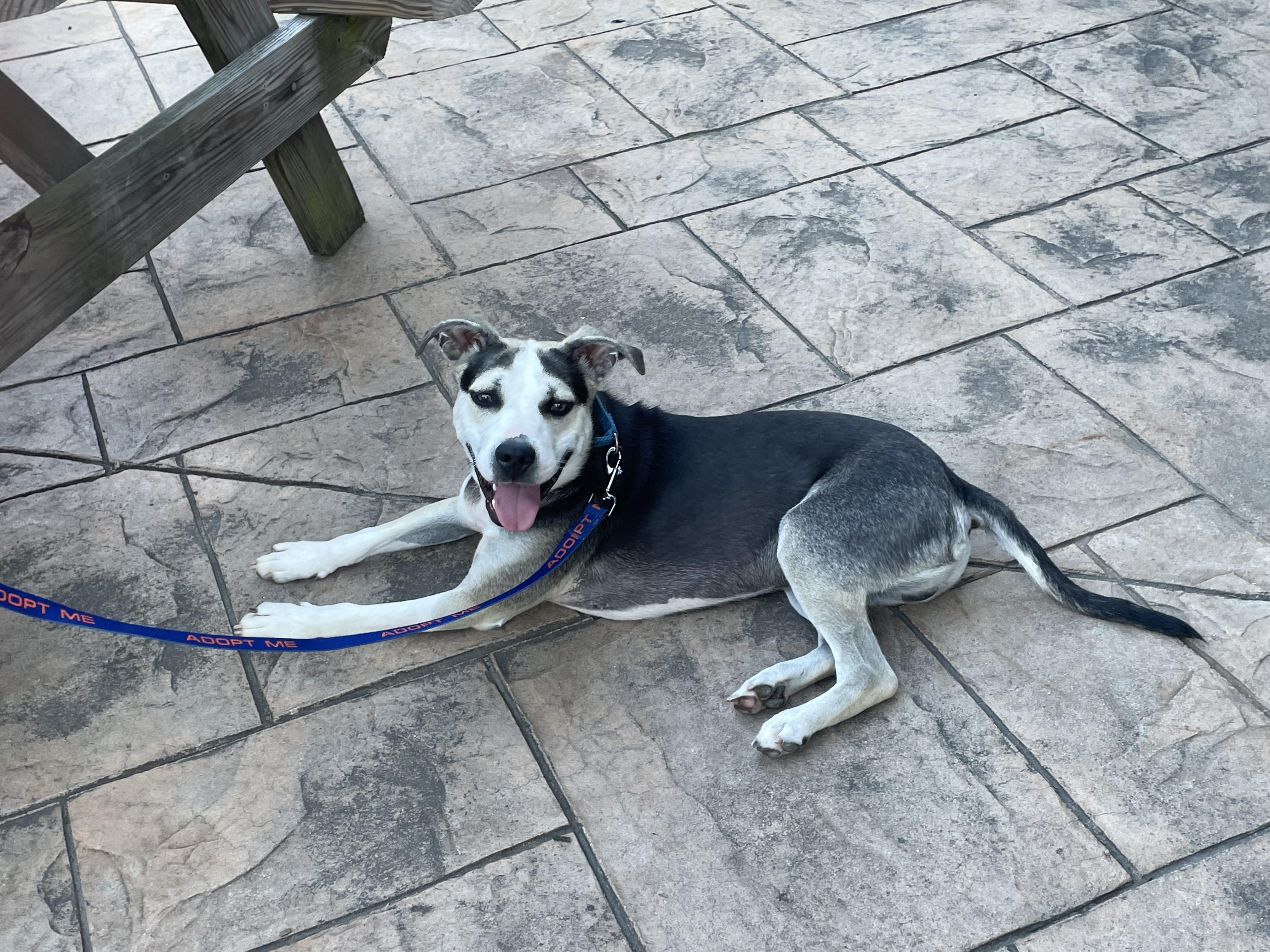 Pablo, ADOPTABLE, Young Male Pit Bull Terrier & Husky.
