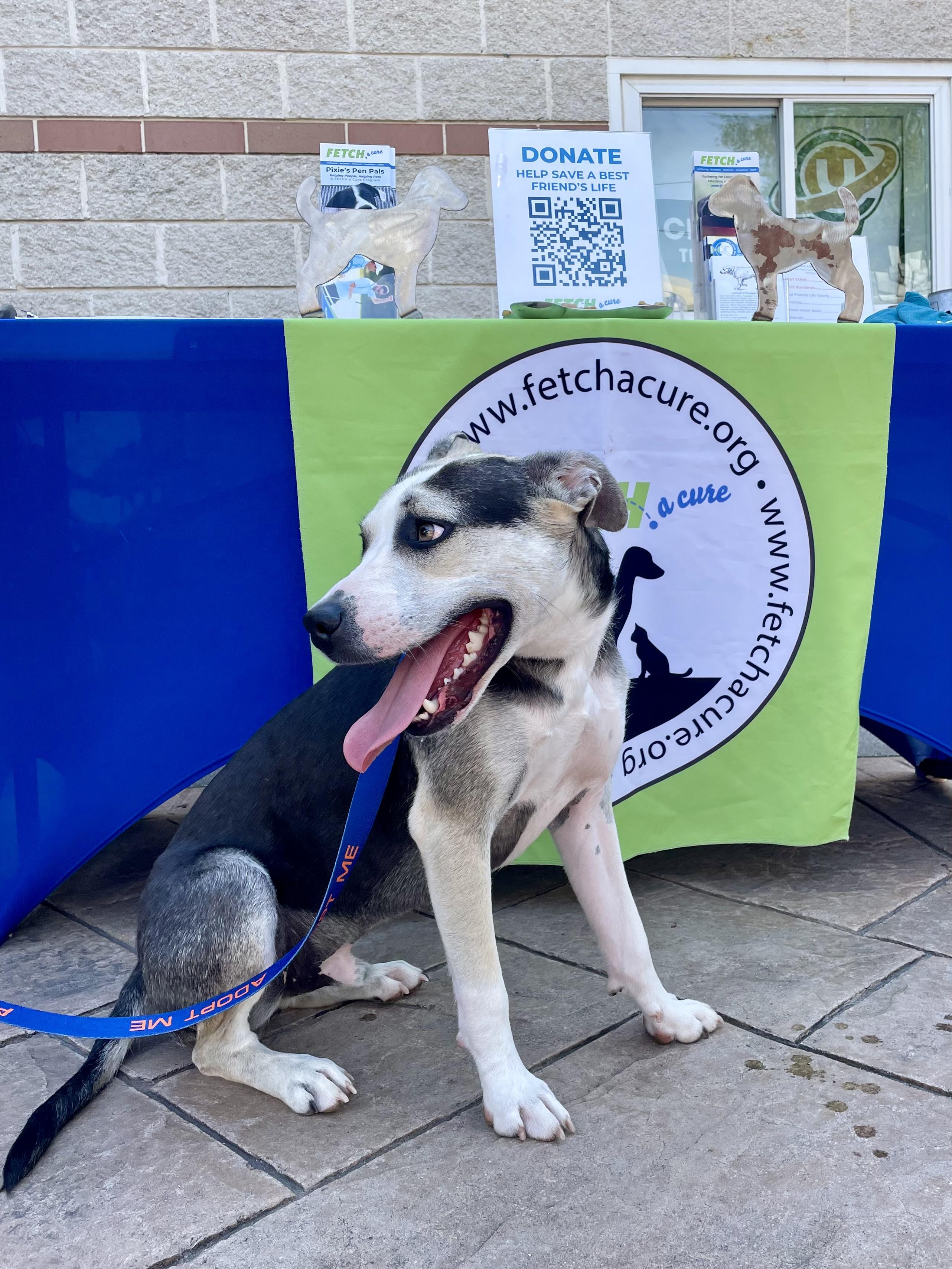 Pablo, a ADOPTABLE mixed breed in Richmond, VA image 2/5