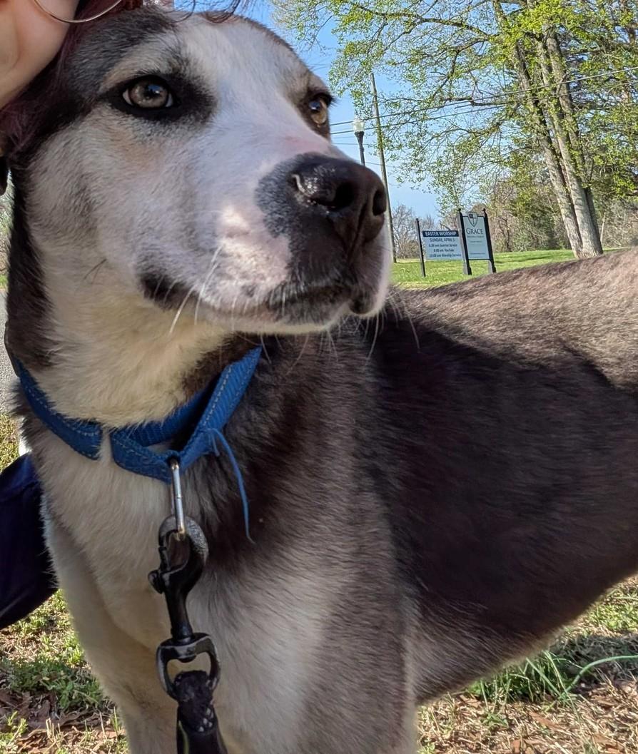 Enlarge Pablo, a ADOPTABLE mixed breed in Richmond, VA image 2/4