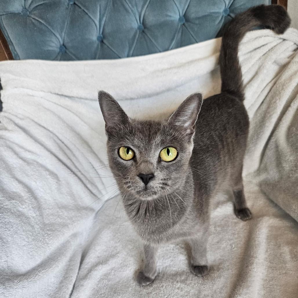 Melanite, Adoptable, Adult Female Domestic Short Hair.