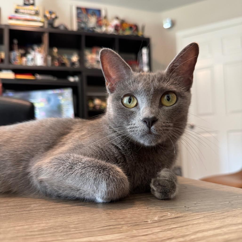 Melanite, a Adoptable Domestic Short Hair in Galveston, TX image 2/5