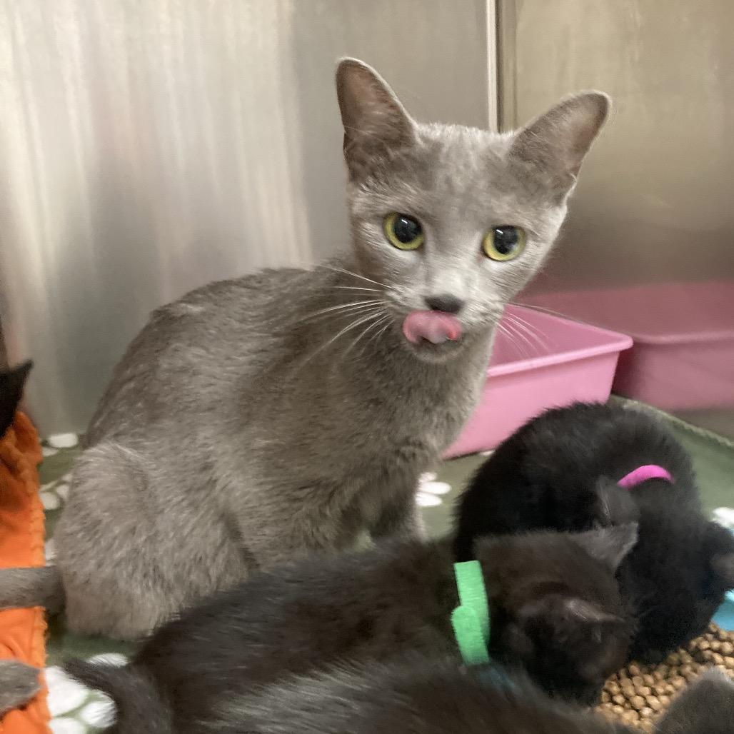 Melanite, a Adoptable Domestic Short Hair in Galveston, TX image 3/5