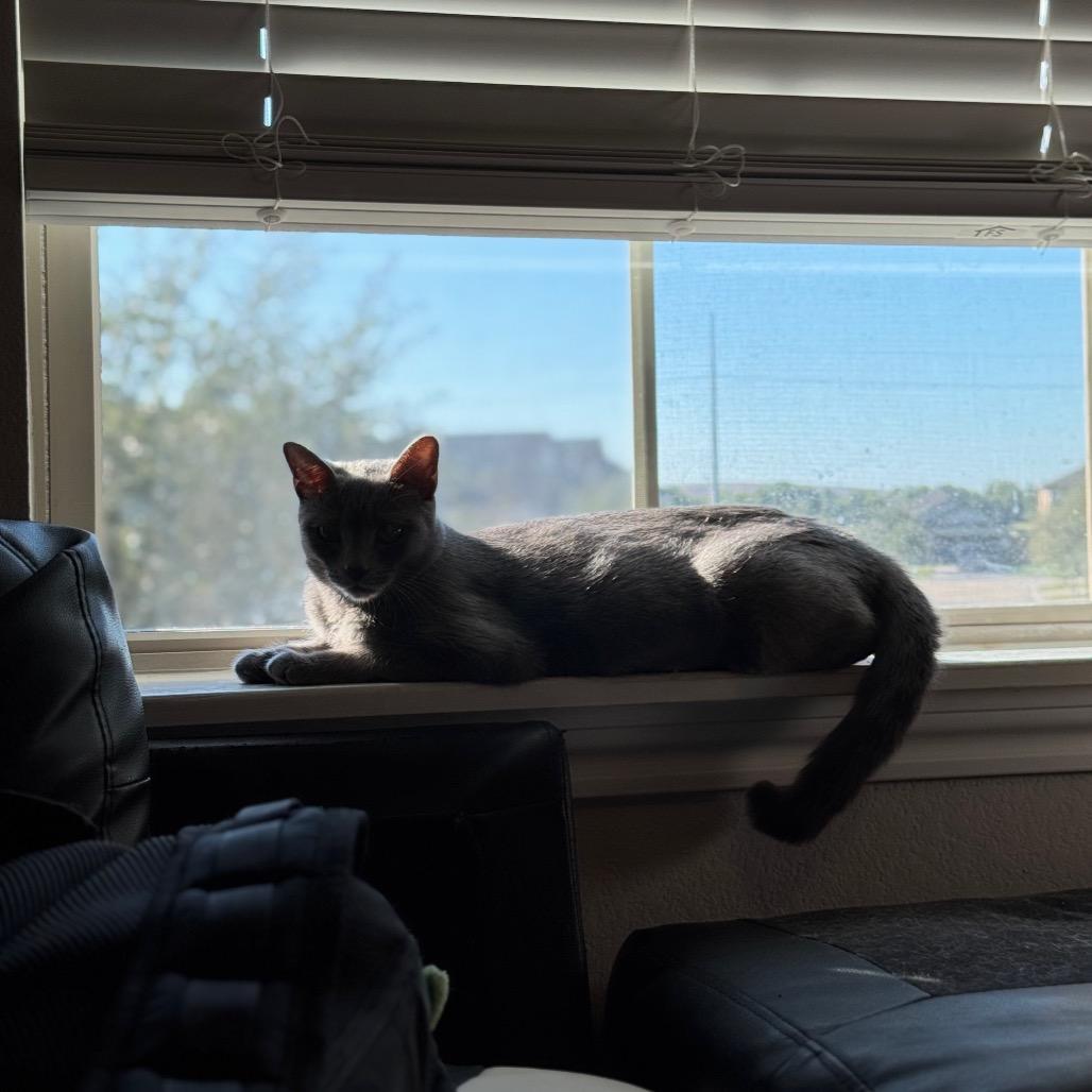 Melanite, a Adoptable Domestic Short Hair in Galveston, TX image 4/5