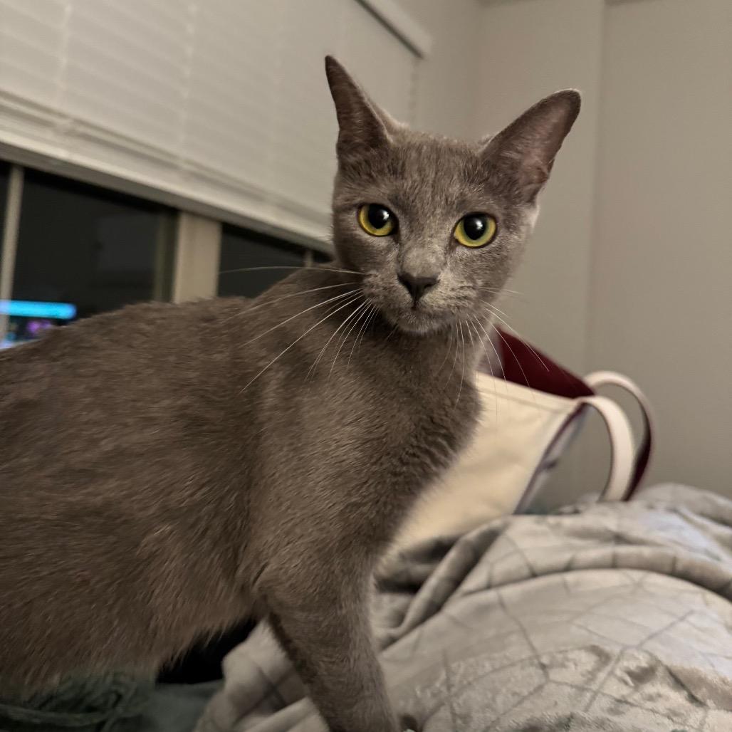 Melanite, a Adoptable Domestic Short Hair in Galveston, TX image 5/5