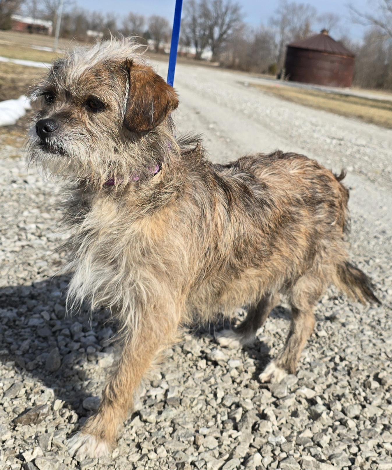 Enlarge Cito, a ADOPTABLE mixed breed in Terre Haute, IN image 4/6