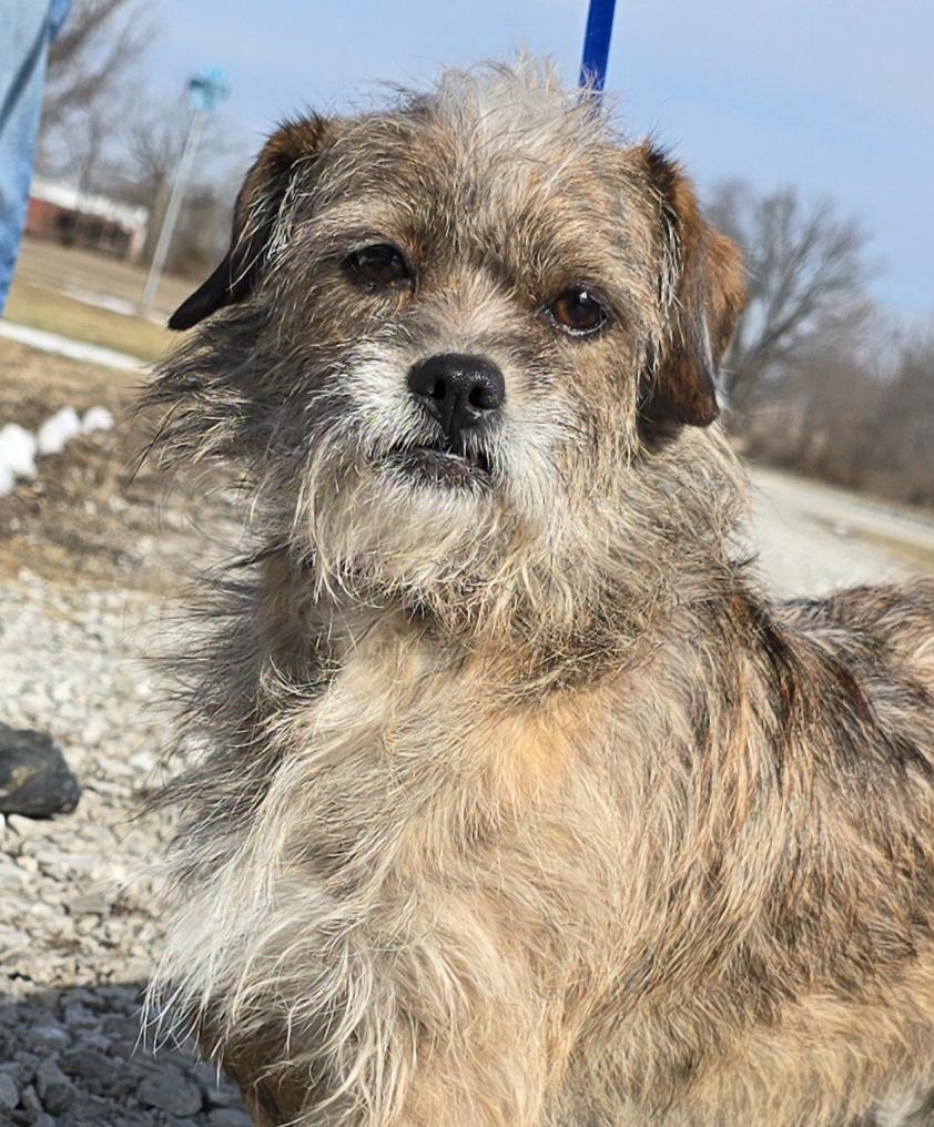 Enlarge Cito, a ADOPTABLE mixed breed in Terre Haute, IN image 1/6