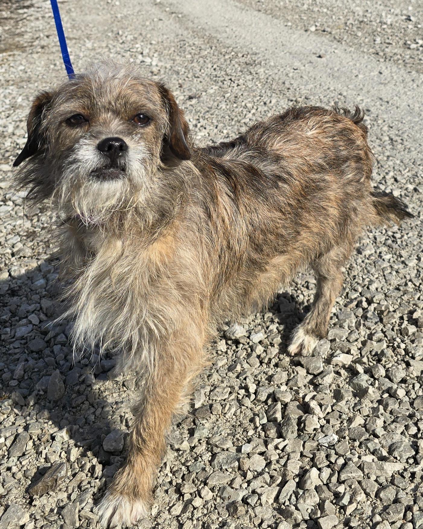 Enlarge Cito, a ADOPTABLE mixed breed in Terre Haute, IN image 3/6