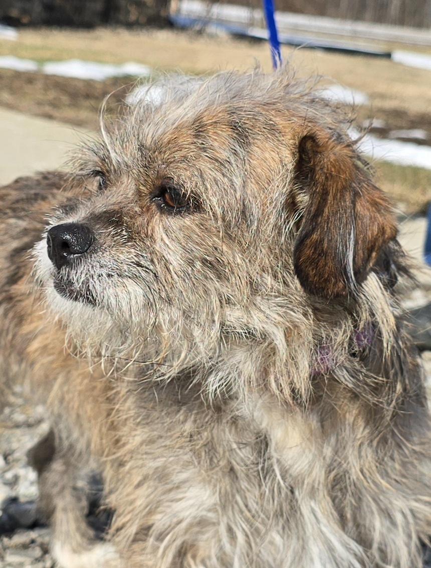 Enlarge Cito, a ADOPTABLE mixed breed in Terre Haute, IN image 2/6