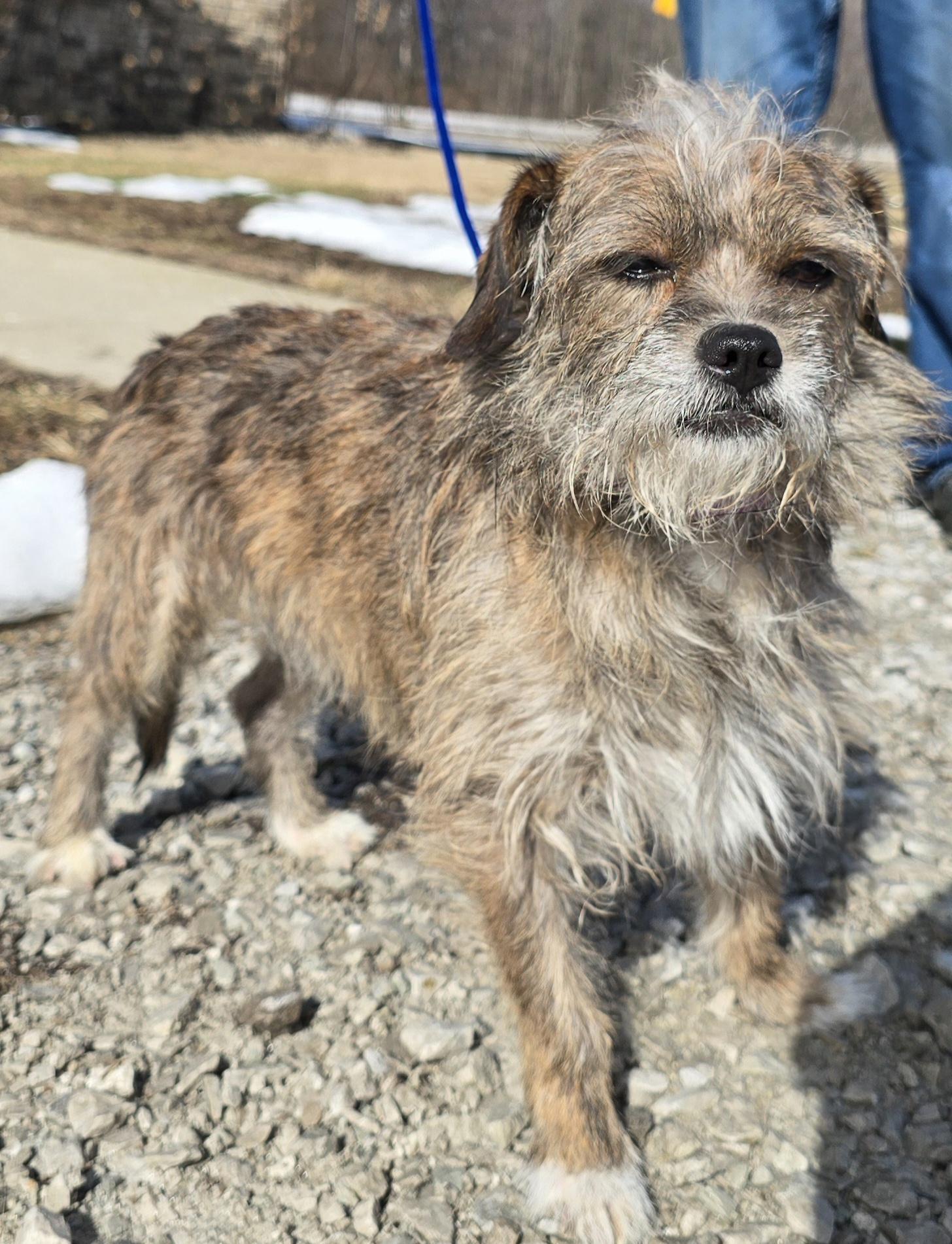 Enlarge Cito, a ADOPTABLE mixed breed in Terre Haute, IN image 6/6
