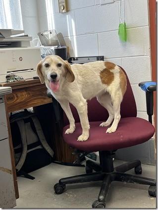 Mango Sweetheart Adult Girl!  Turnkey Angel, adopted, Adult Female Beagle & Hound.
