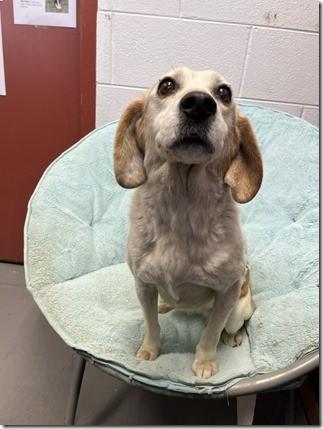 Enlarge Mango Sweetheart Adult Girl!  Turnkey Angel, an adopted mixed breed in Richmond, VA image 2/2