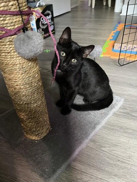 Enlarge Dino, a Adoptable Domestic Short Hair in Fayetteville, GA image 1/3