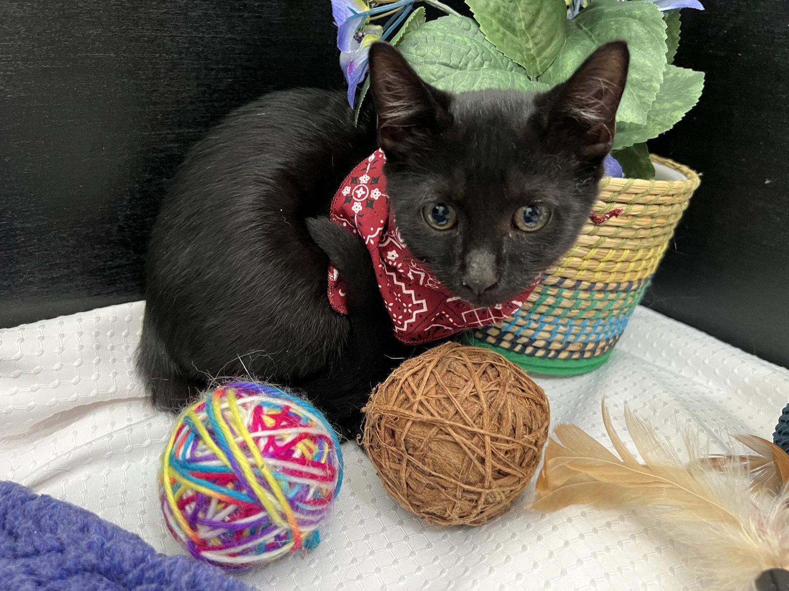 Enlarge Dino, a Adoptable Domestic Short Hair in Fayetteville, GA image 2/3