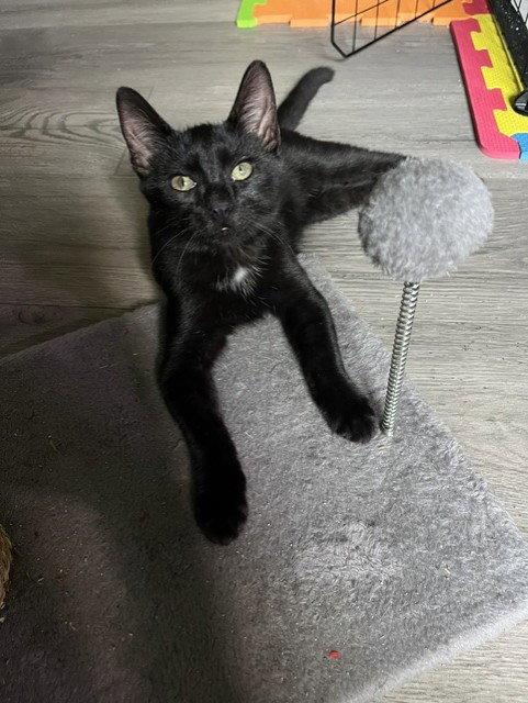 Enlarge Dino, a Adoptable Domestic Short Hair in Fayetteville, GA image 3/3