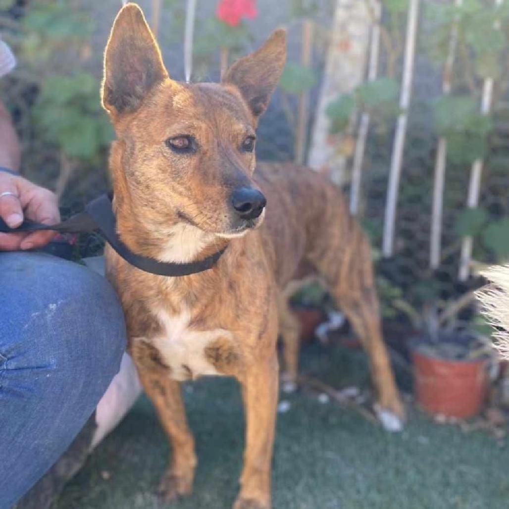 Enlarge Bella, a Adoptable Australian Cattle Dog / Blue Heeler in San Diego, CA image 1/1