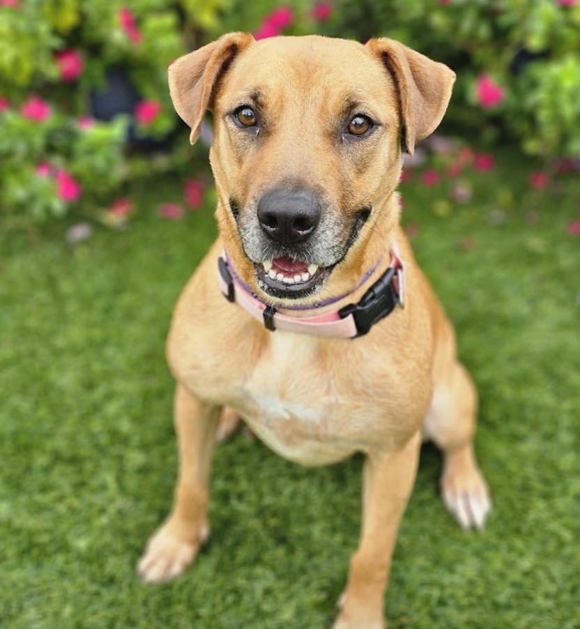 Enlarge Sable, a Adoptable Retriever in Mount Arlington, NJ image 6/6