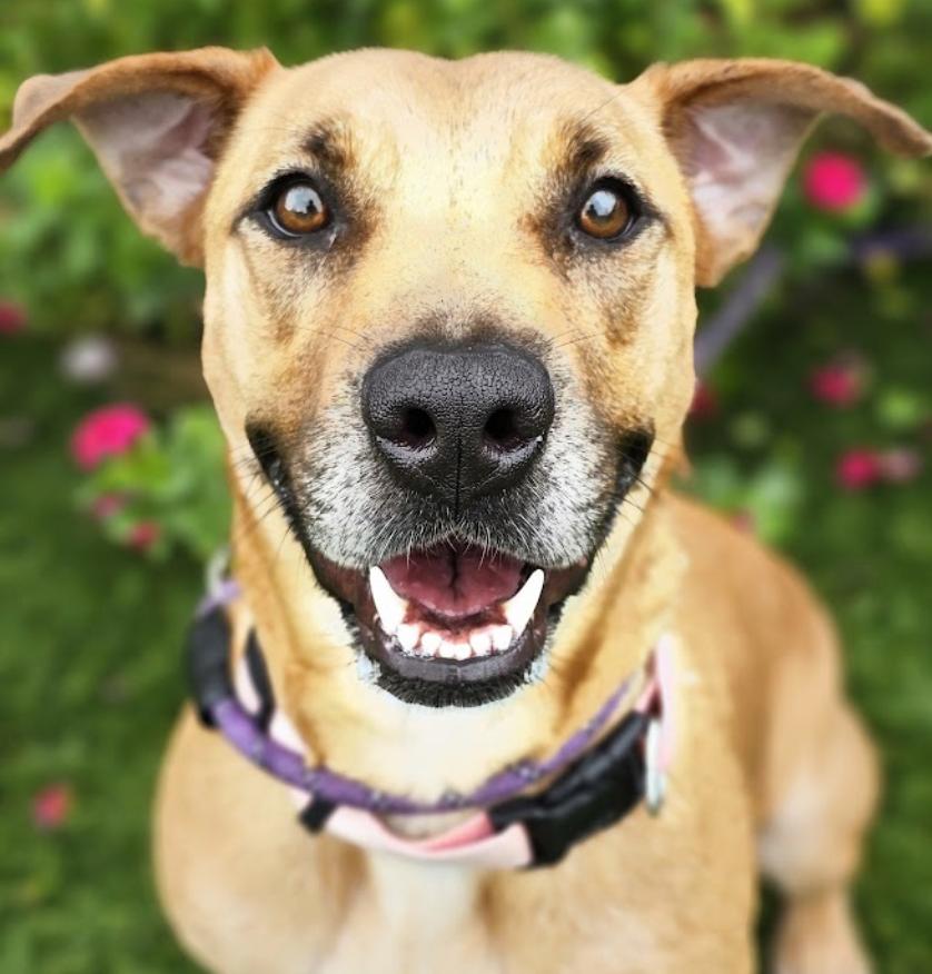Enlarge Sable, a Adoptable Retriever in Mount Arlington, NJ image 1/6
