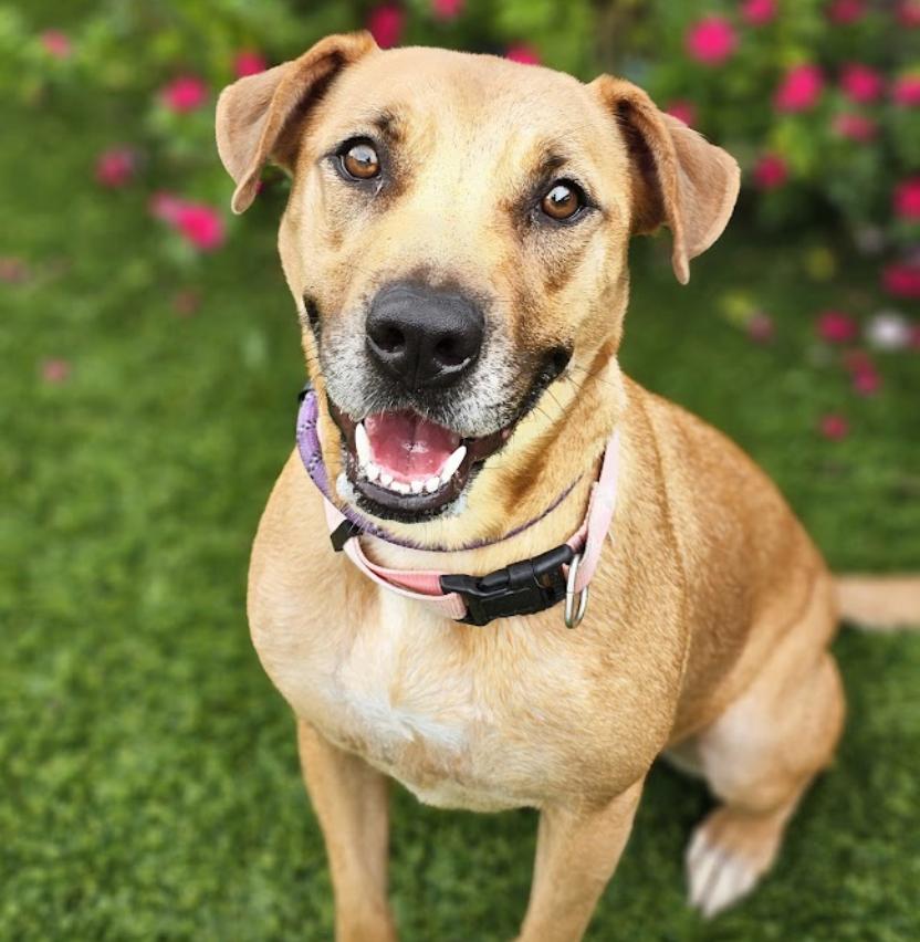 Enlarge Sable, a Adoptable Retriever in Mount Arlington, NJ image 2/6