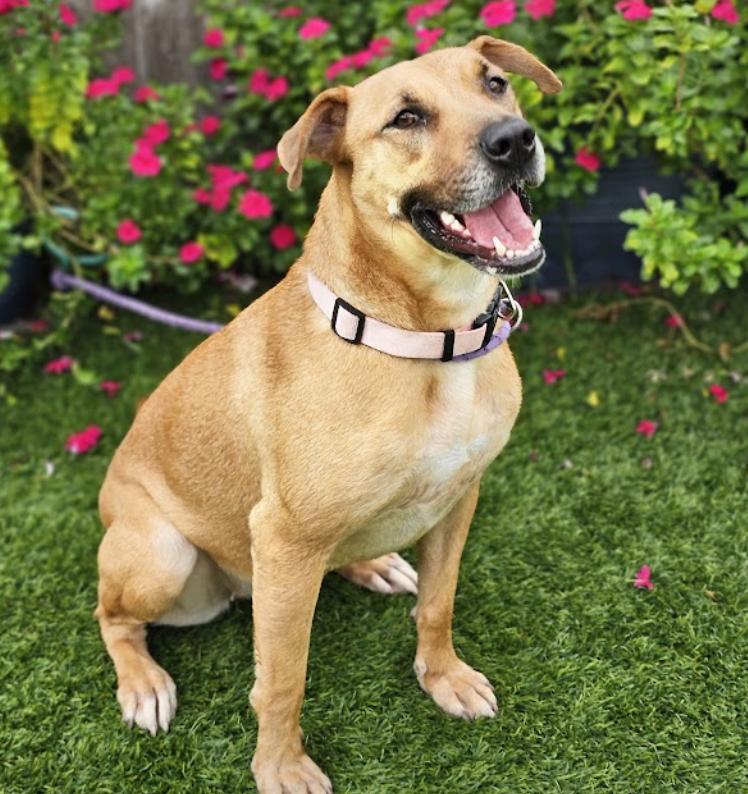 Enlarge Sable, a Adoptable Retriever in Mount Arlington, NJ image 4/6