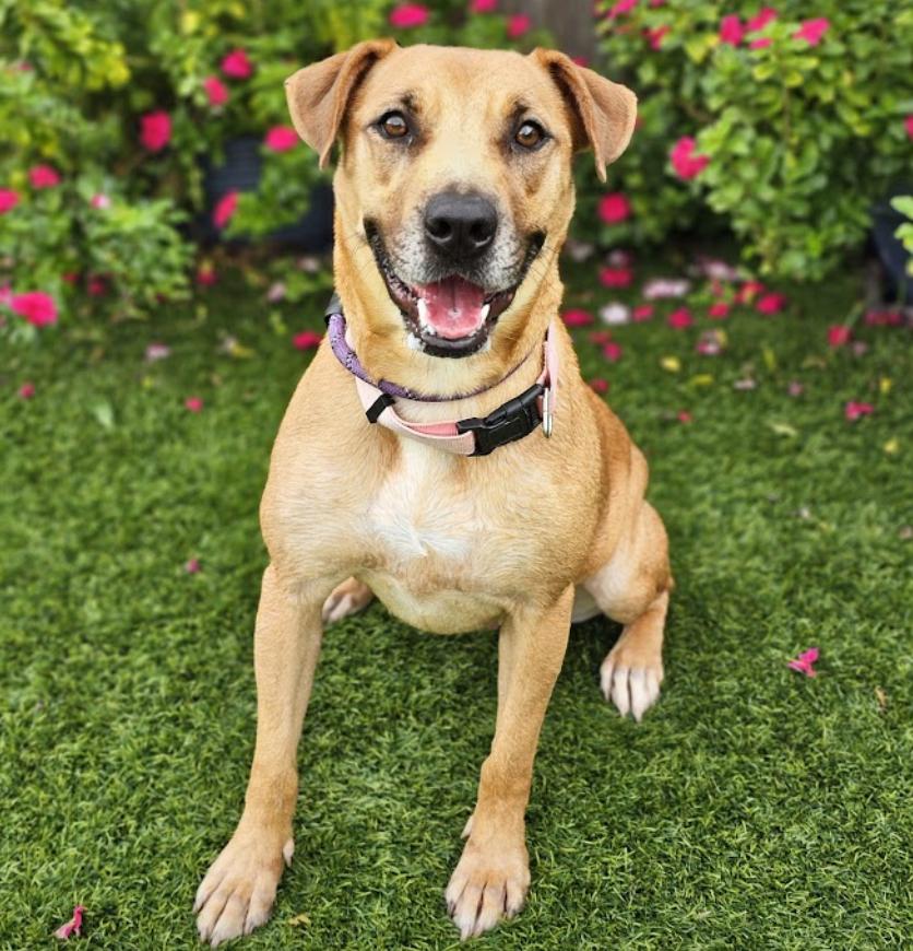 Enlarge Sable, a Adoptable Retriever in Mount Arlington, NJ image 5/6