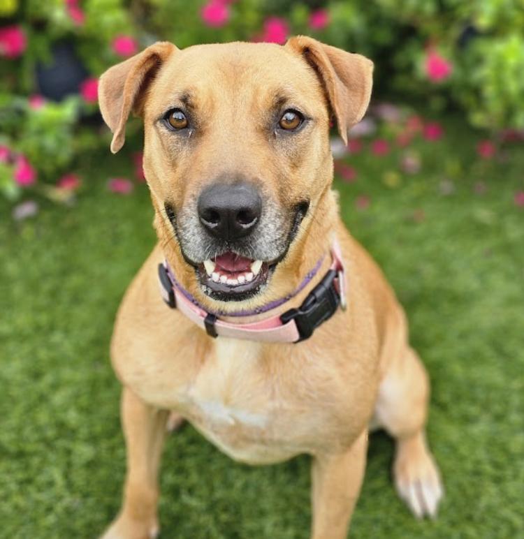 Enlarge Sable, a Adoptable Retriever in Mount Arlington, NJ image 3/6