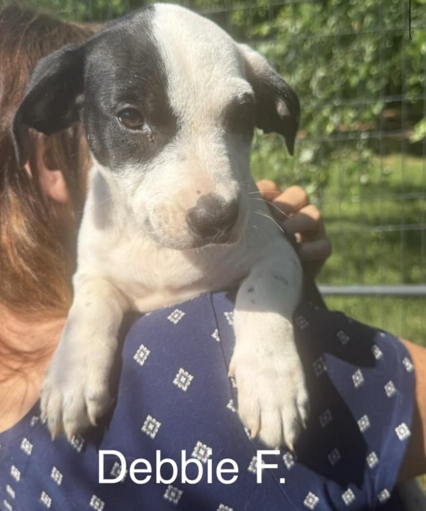 Enlarge Debbie, an adoptable mixed breed in Parma, OH image 1/2