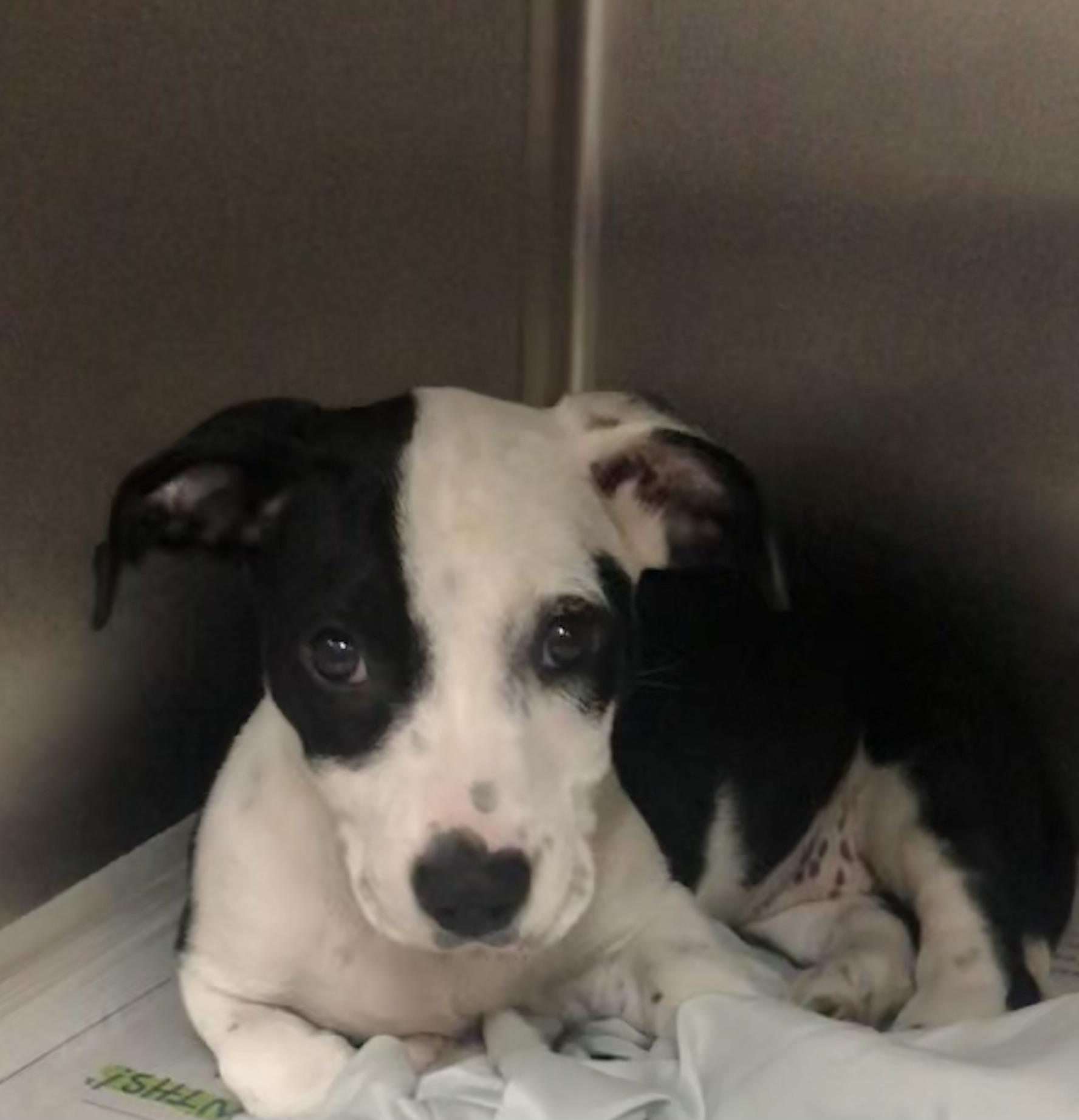 Enlarge Debbie, an adoptable mixed breed in Parma, OH image 2/2