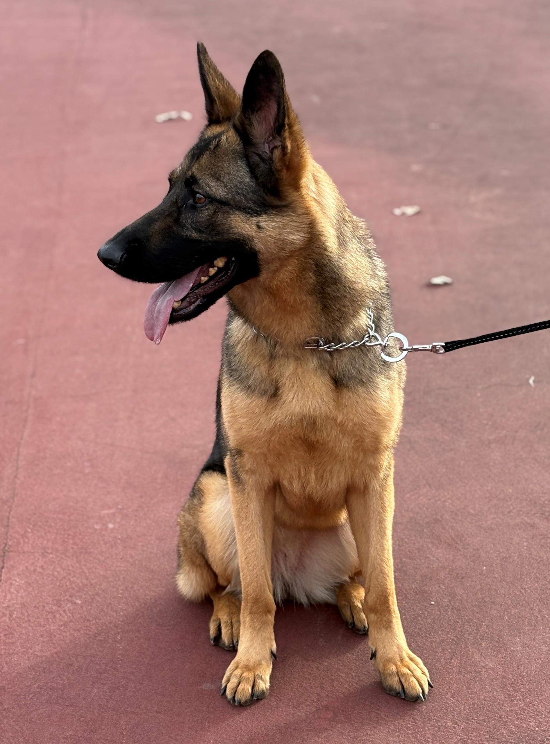 Enlarge Stormy, a ADOPTABLE German Shepherd Dog in Dallas, TX image 4/6