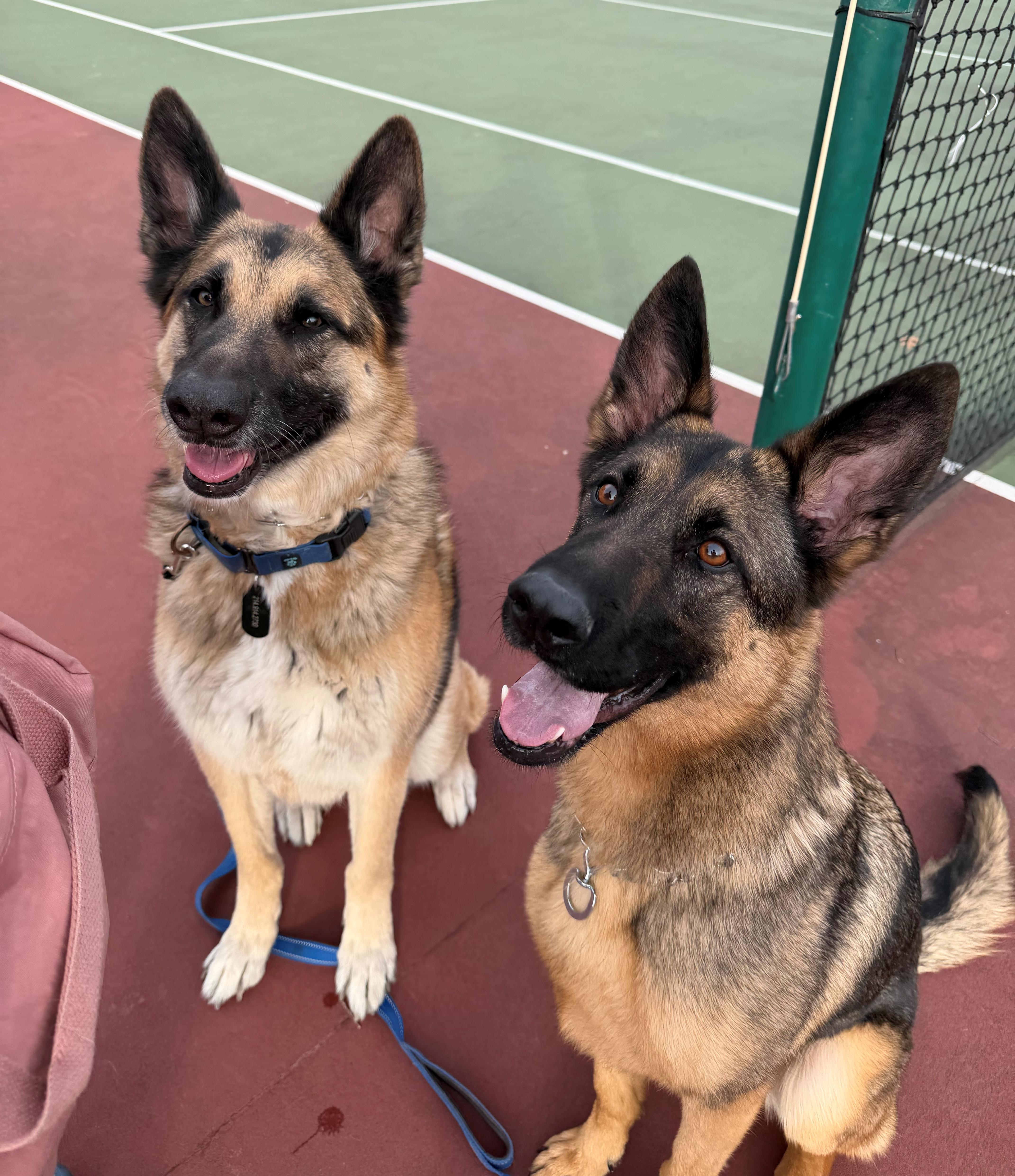 Enlarge Stormy, a ADOPTABLE German Shepherd Dog in Dallas, TX image 2/6