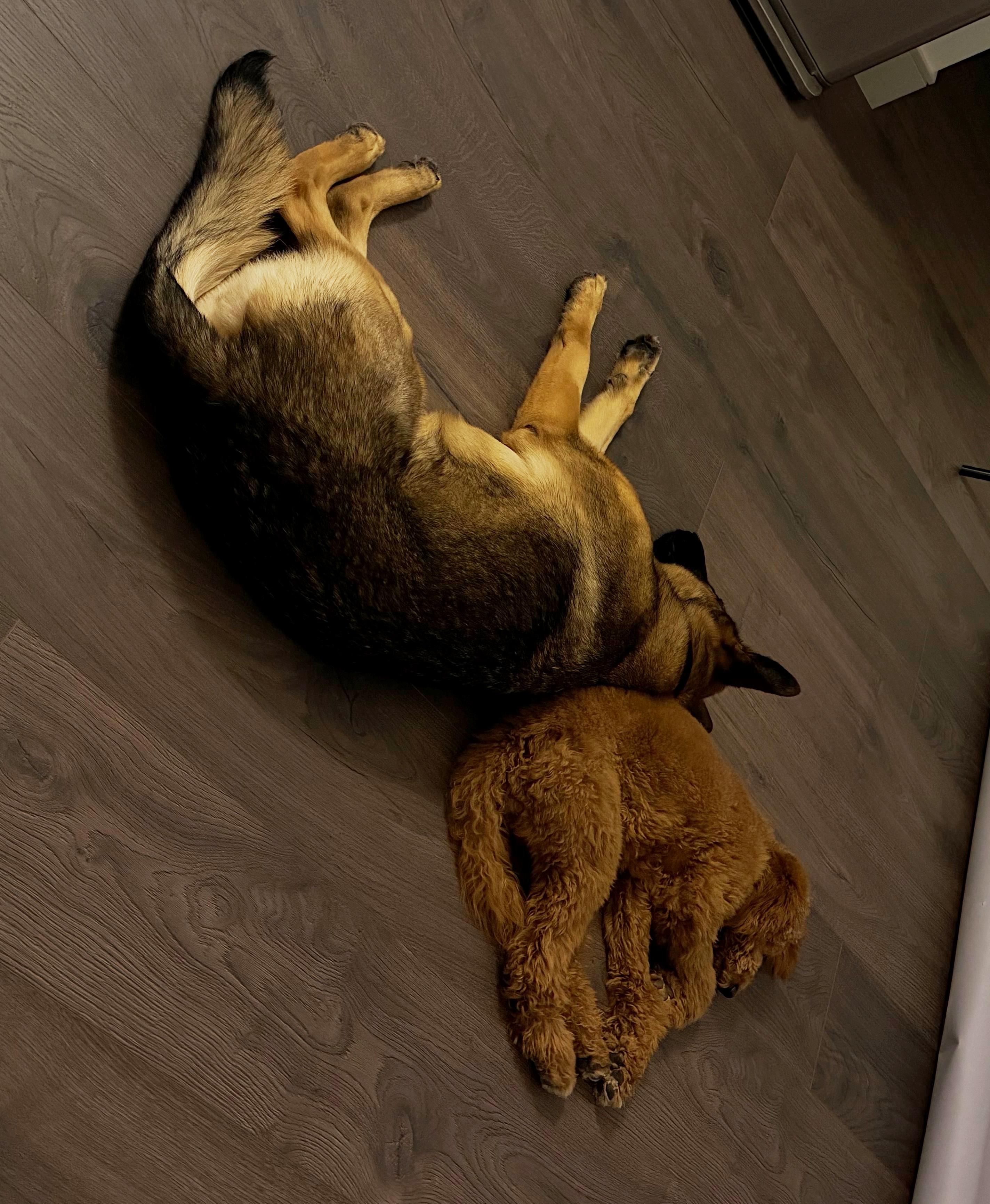 Enlarge Stormy, a ADOPTABLE German Shepherd Dog in Dallas, TX image 6/6