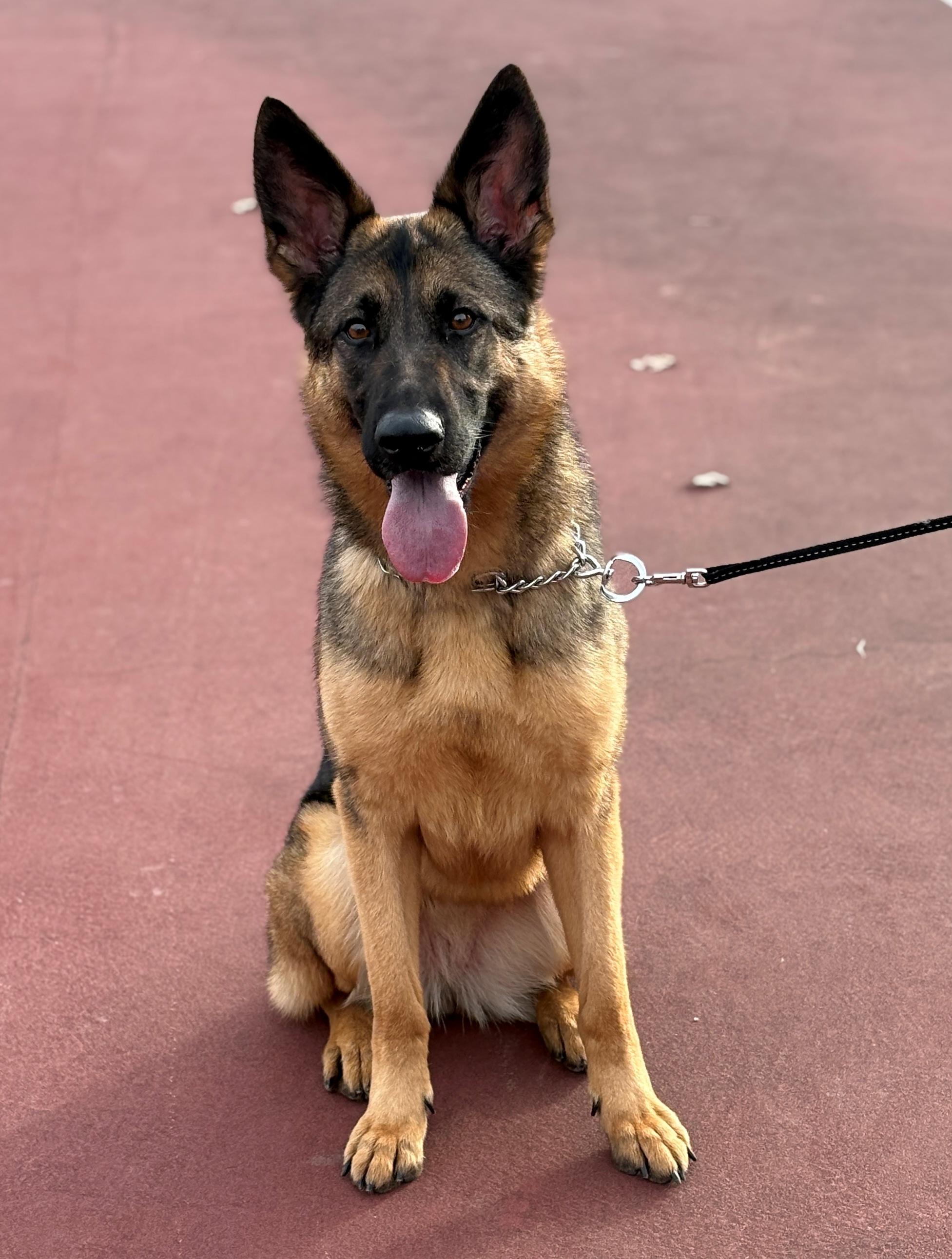 Enlarge Stormy, a ADOPTABLE German Shepherd Dog in Dallas, TX image 1/6