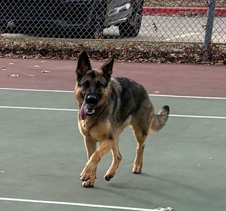 Enlarge Stormy, a ADOPTABLE German Shepherd Dog in Dallas, TX image 5/6