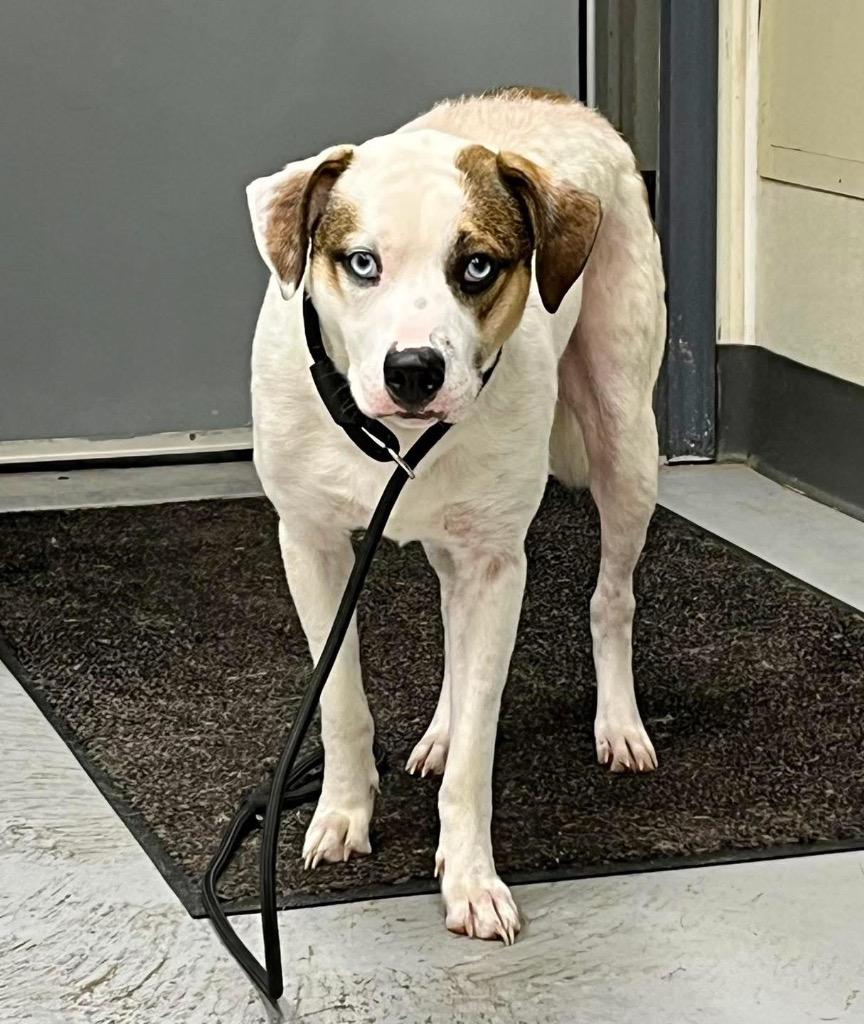 Talon, Adoptable, Adult Male Husky & Pit Bull Terrier.