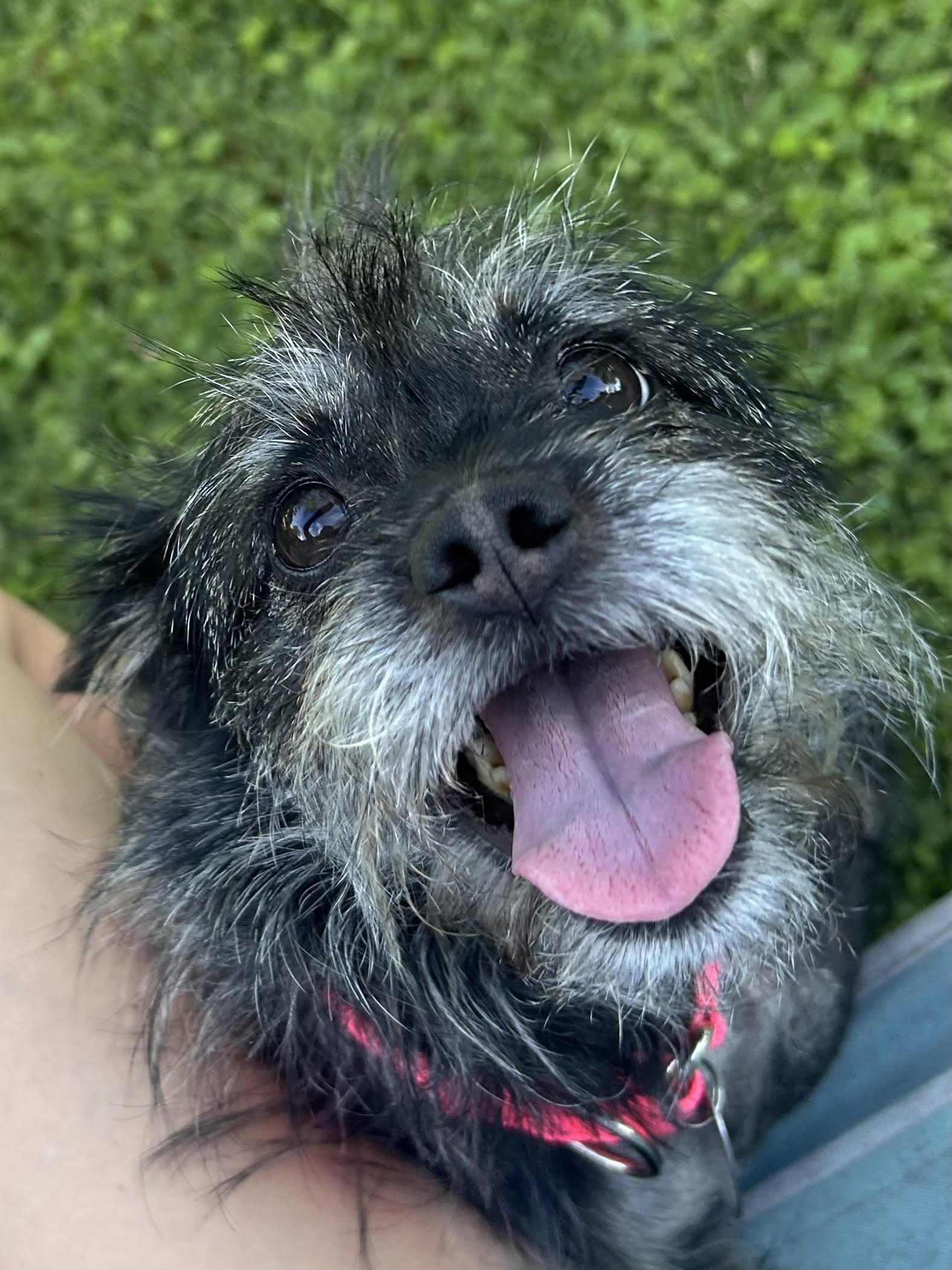 Izzy, a ADOPTABLE Terrier in Knoxville, TN image 2/5