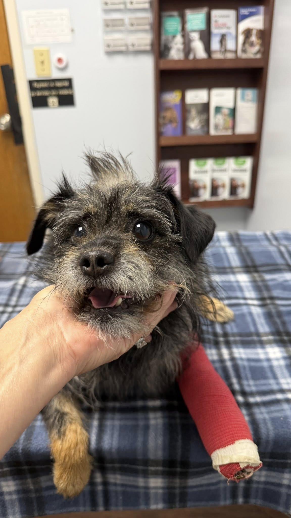 Izzy, a ADOPTABLE Terrier in Knoxville, TN image 3/5