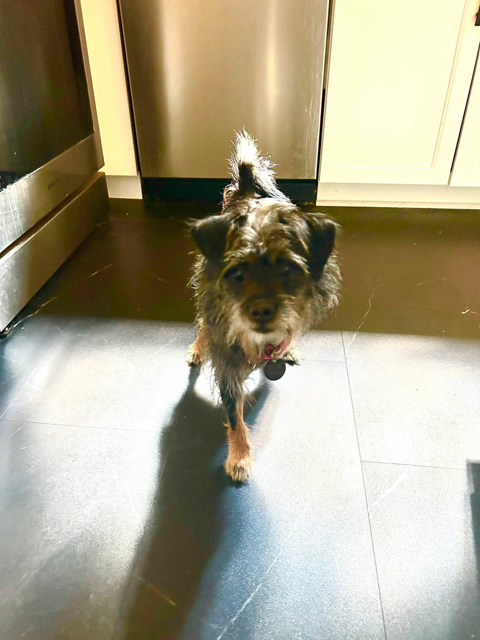Izzy, a ADOPTABLE Terrier in Knoxville, TN image 5/5