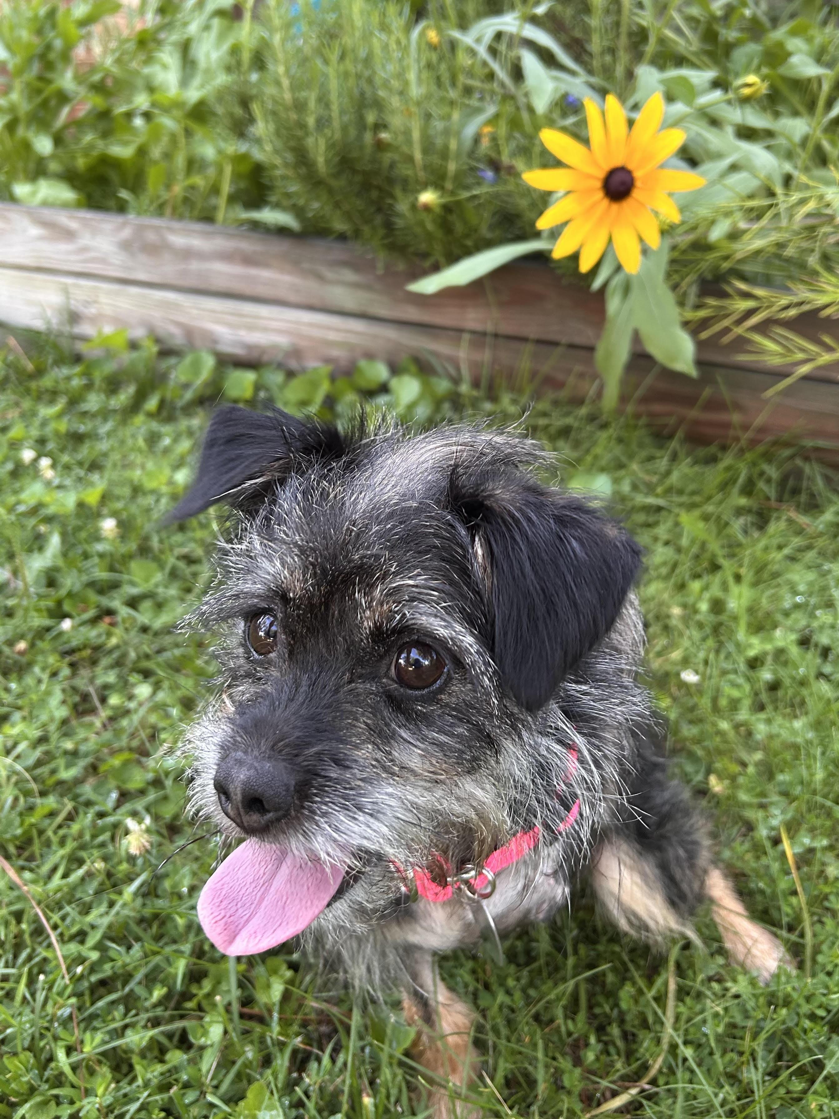 Izzy, ADOPTABLE, Young Female Terrier.