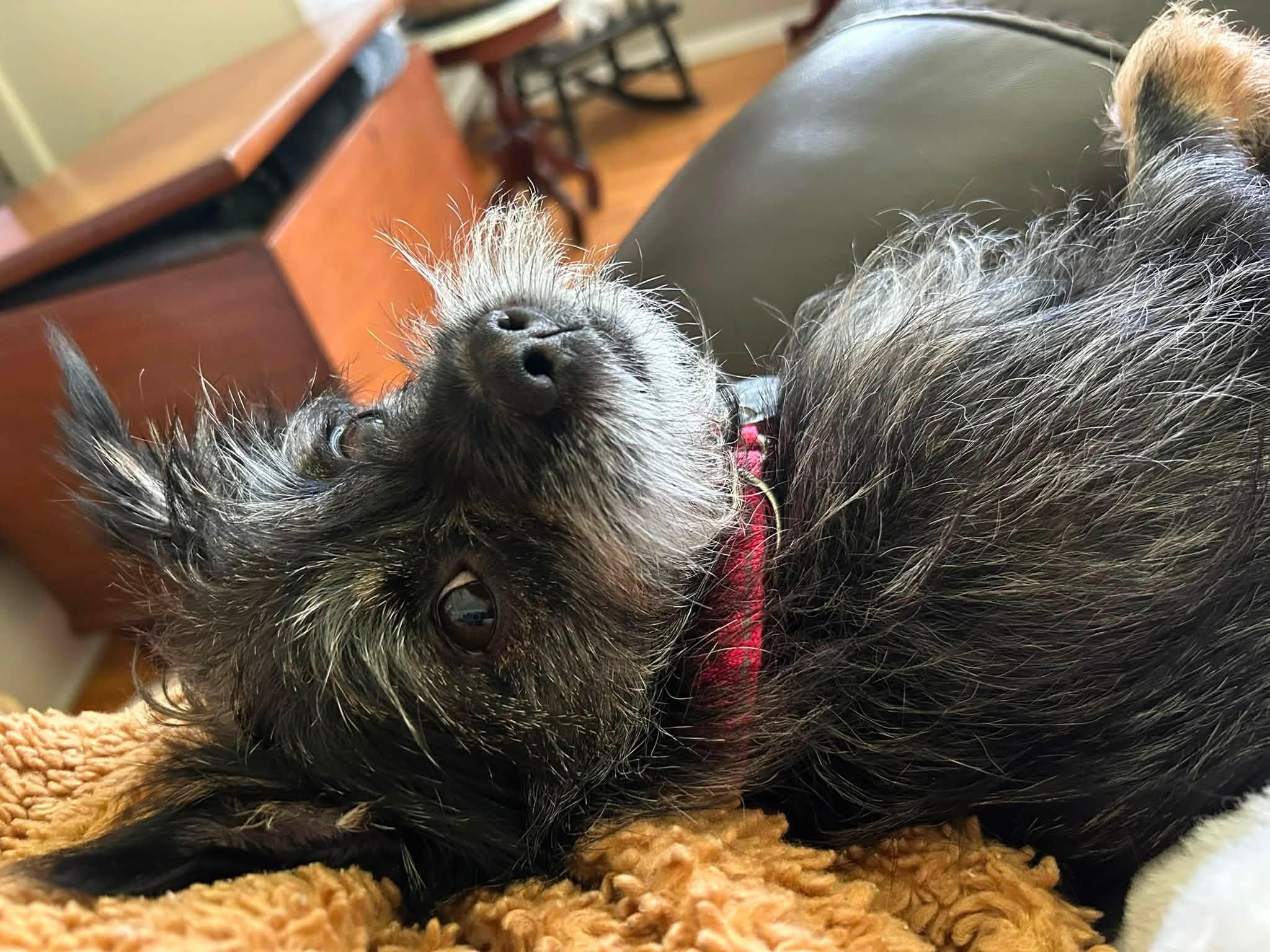 Izzy, a ADOPTABLE Terrier in Knoxville, TN image 4/5